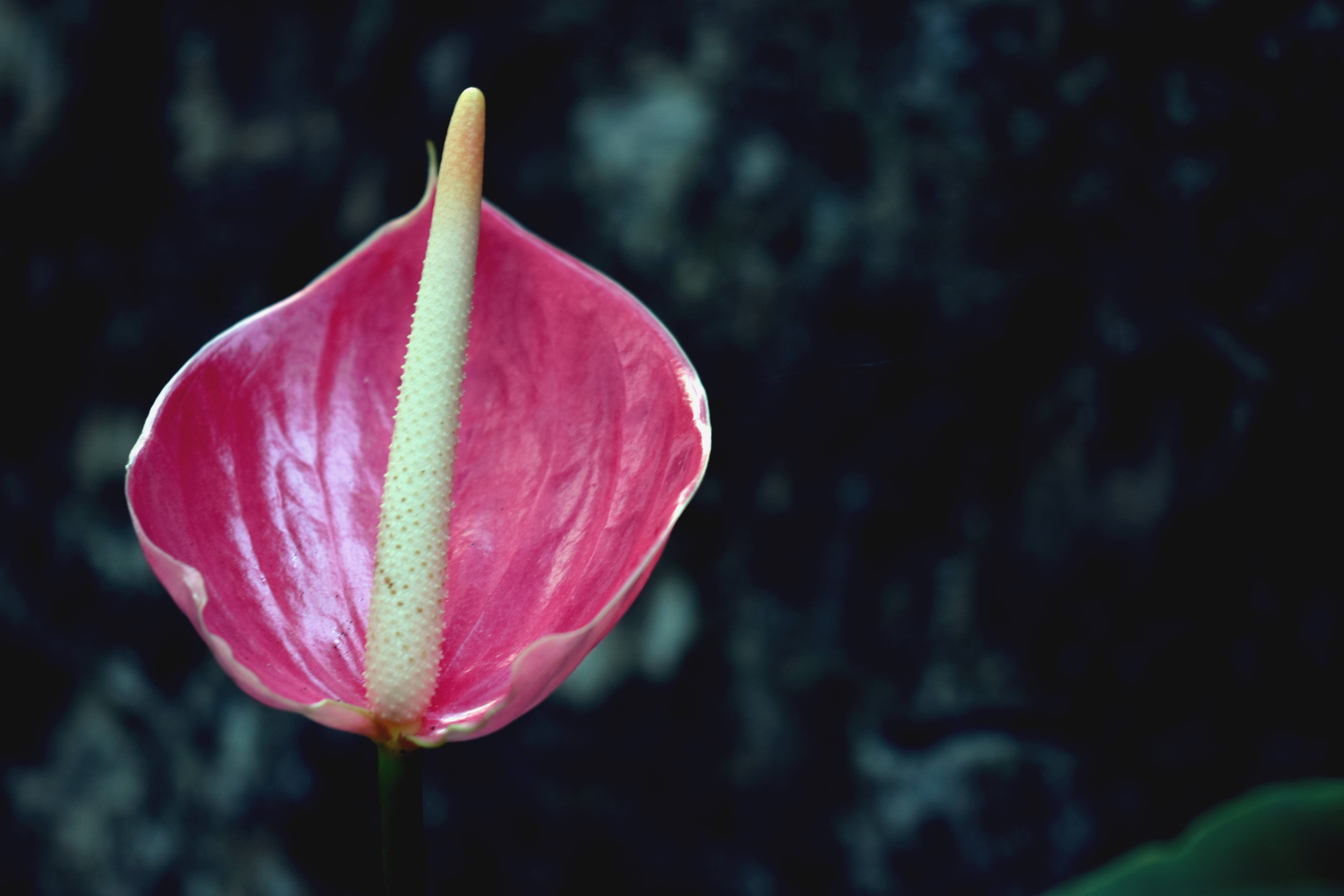 Güzel Bir Pembe Antoryum Çiçeği Duvar Kağıdı