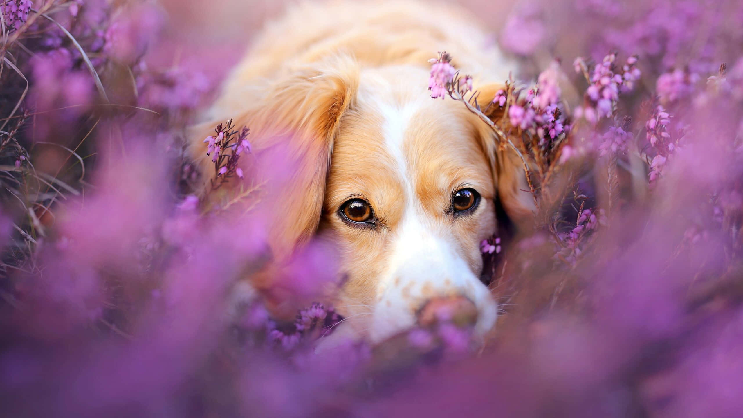 Güzel Köpek Lavanta Çiçeği Resmi Duvar Kağıdı