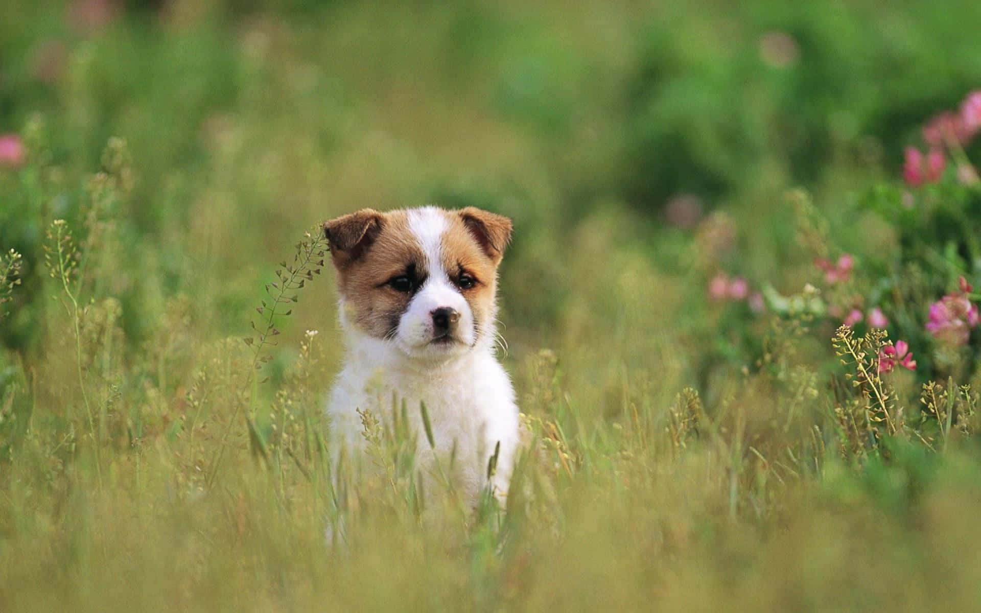 Güzel Köpek Uzun Çimenler Fotoğrafı Duvar Kağıdı