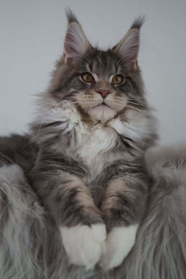 Güzel Maine Coon Kedisi Oturma Resmi Duvar Kağıdı