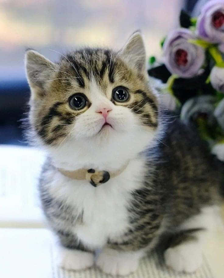Güzel Munchkin Kedi Resmi Duvar Kağıdı