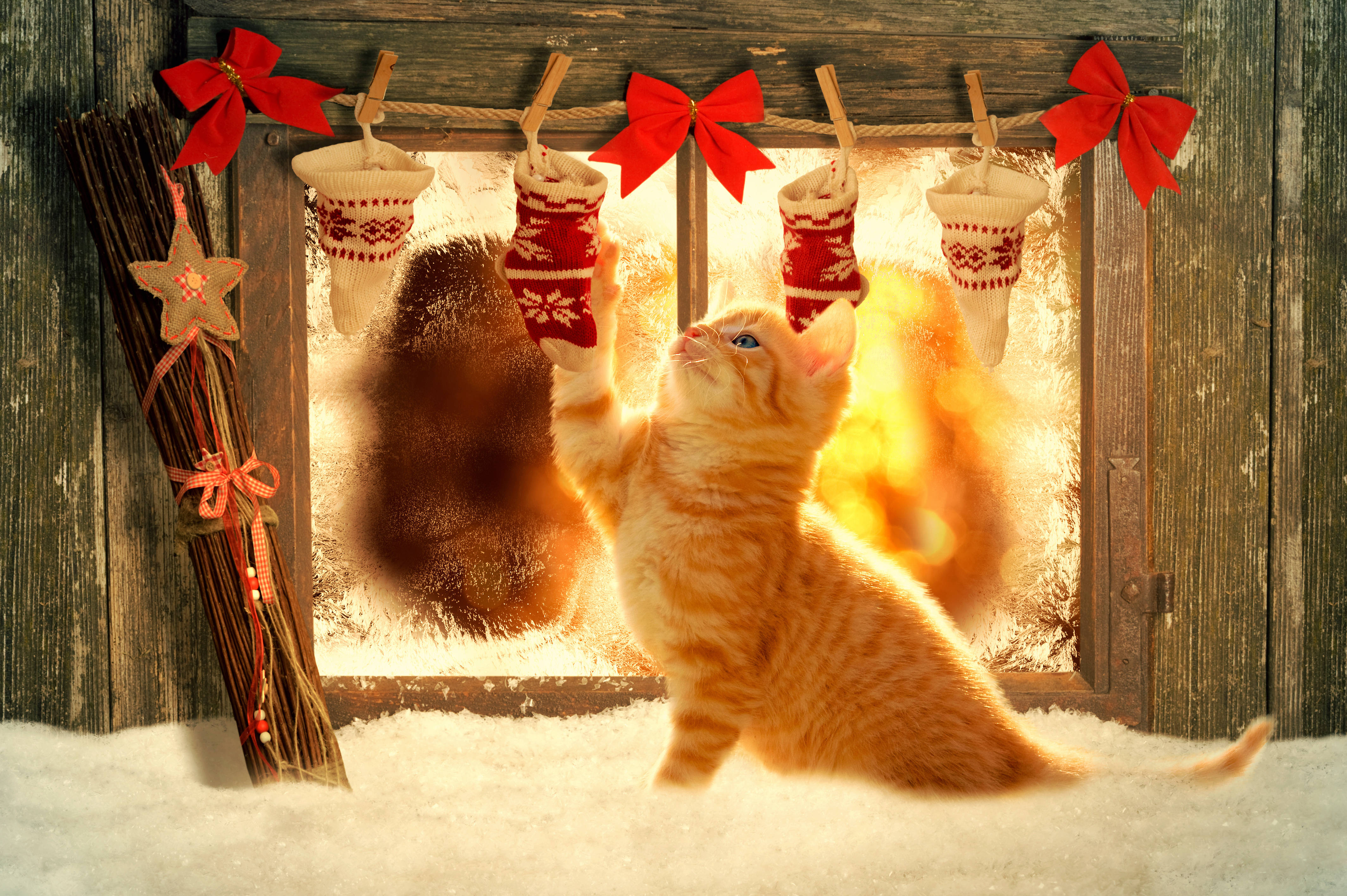 Güzel Noel Kedisi ve Çorabı Duvar Kağıdı