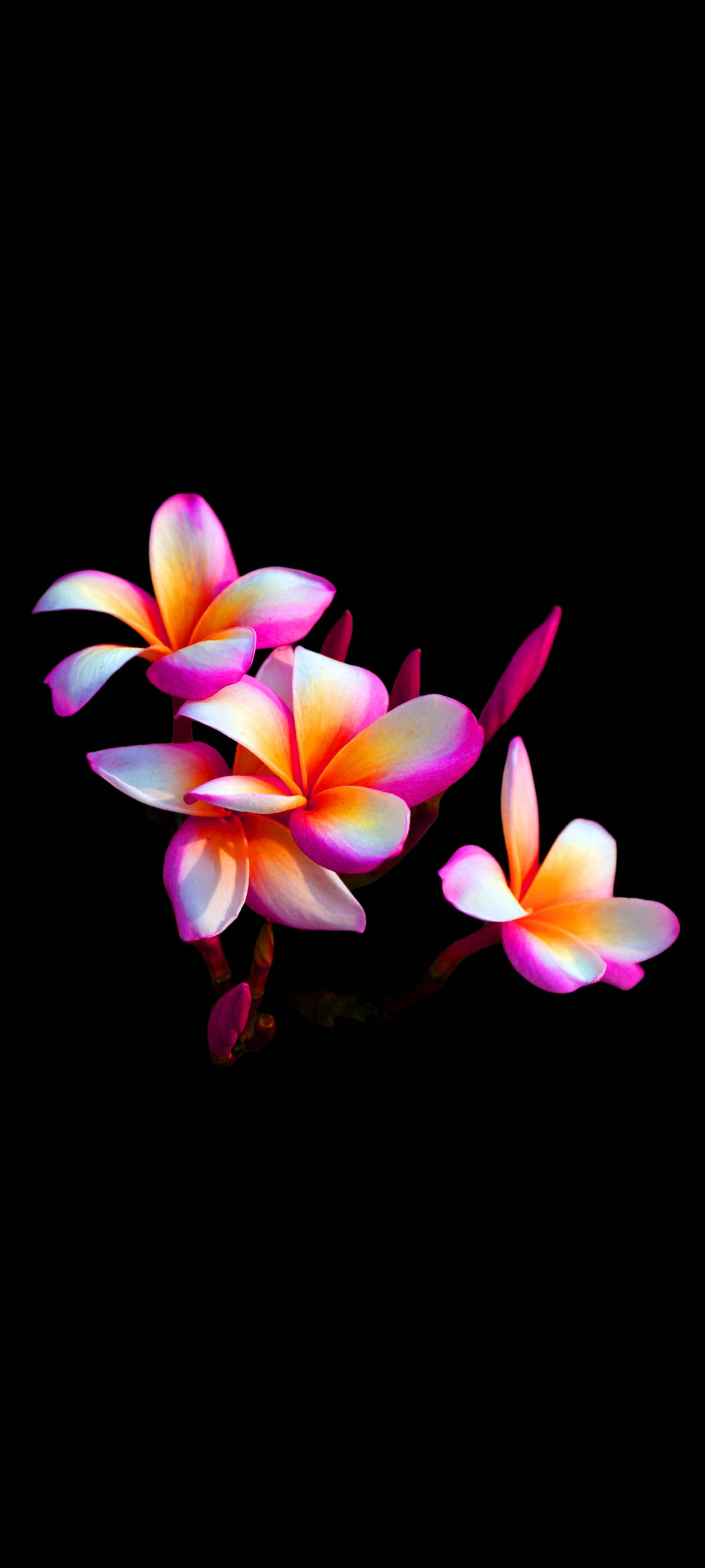 Güzel Plumeria Çiçeği Mobil Duvar Kağıdı
