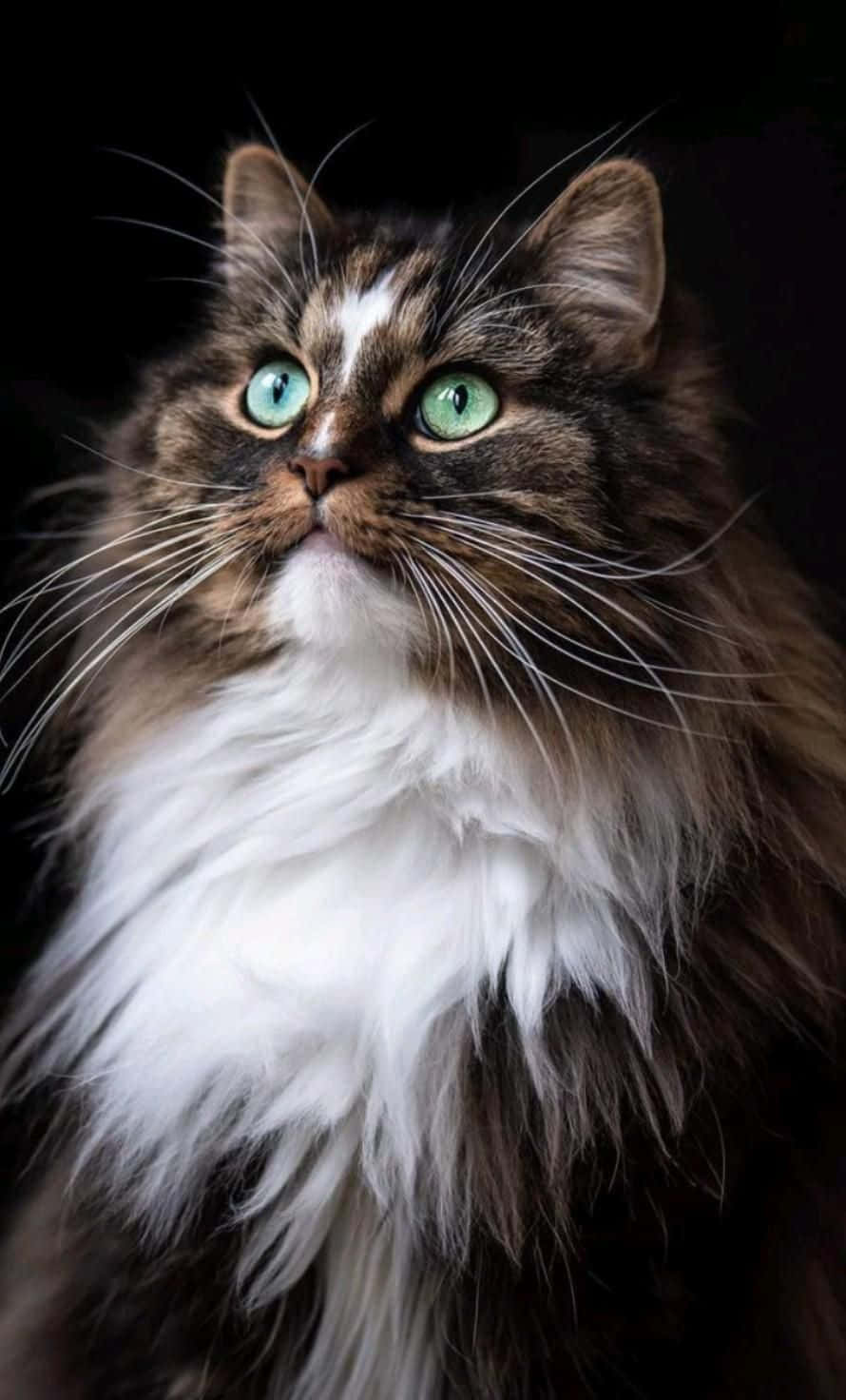 Güzel Tombul Kedi Resmi Duvar Kağıdı
