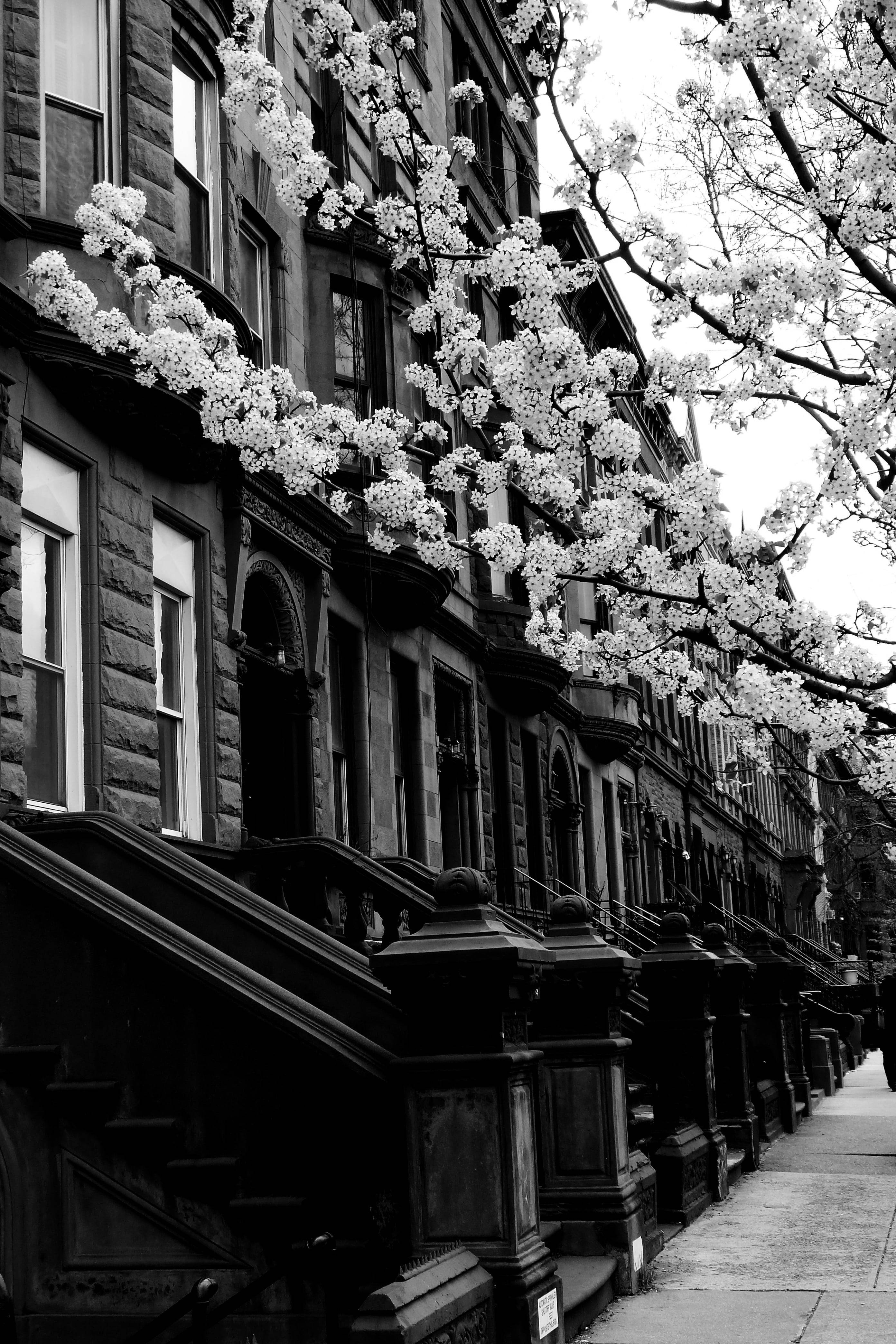 Harlem Mahallesi New York Siyah Beyaz Duvar Kağıdı