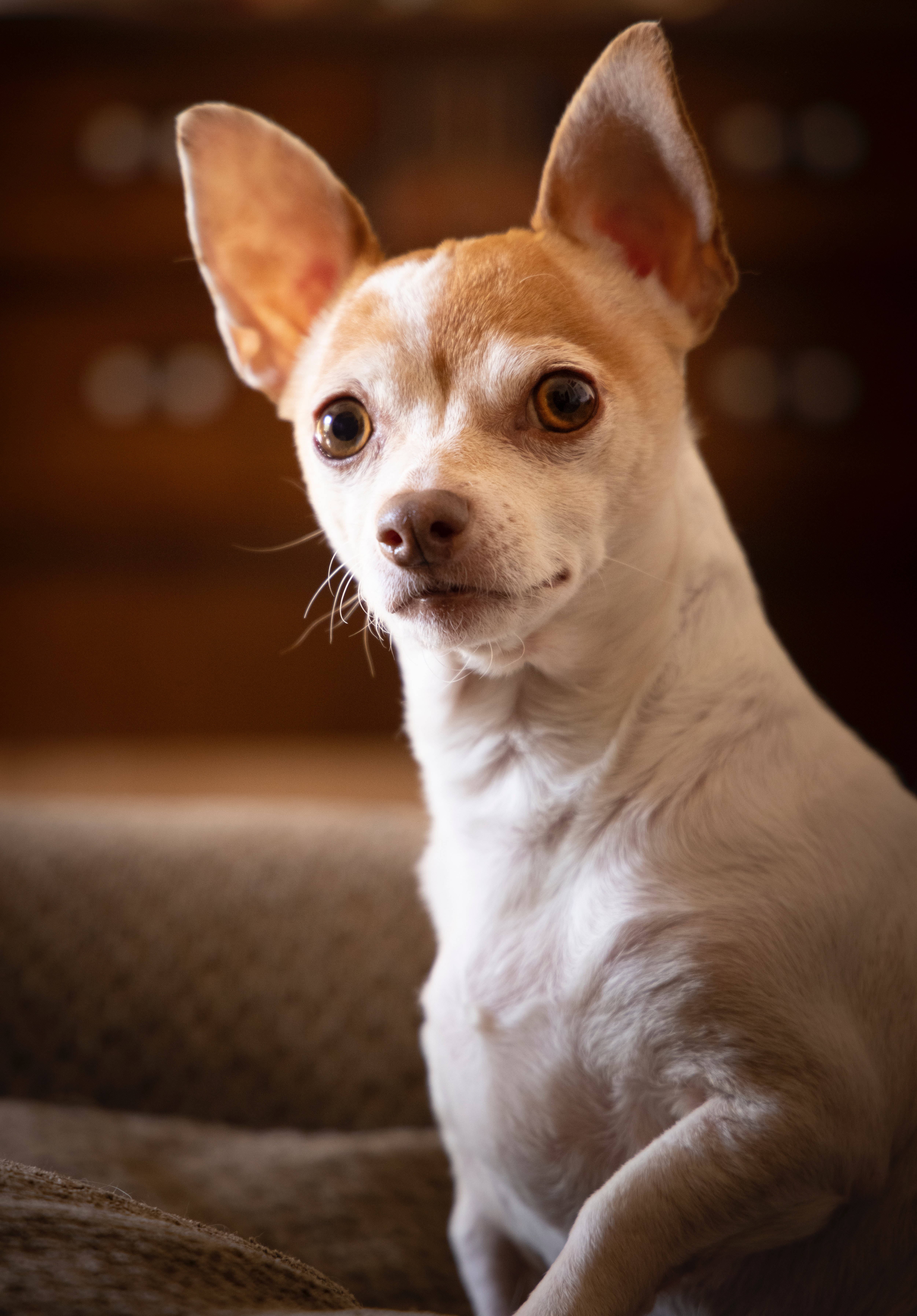Havalı Beyaz Kahverengi Chihuahua Duvar Kağıdı