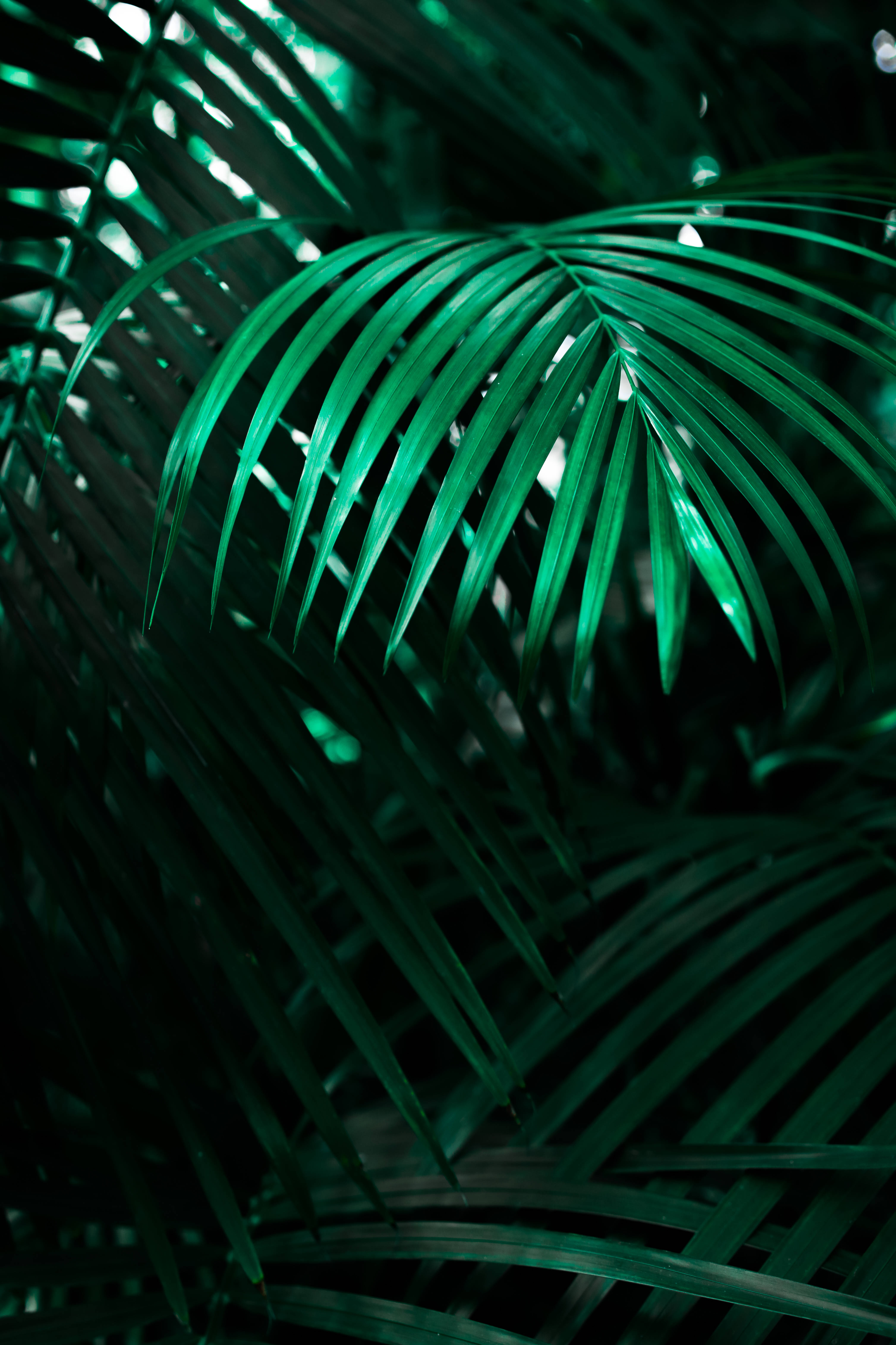Havalı Neon Kurt Kilit Ekranı Duvar Kağıdı