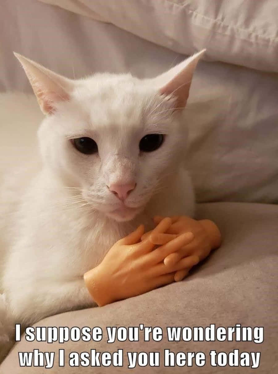"Hayat, kedi olmanın tadını çıkarmamak için çok kısa!" Duvar Kağıdı