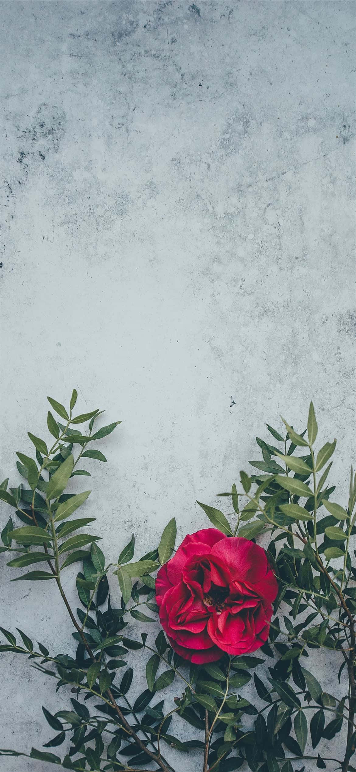 Hayata Açan Canlı Kırmızı Bir Çiçek Duvar Kağıdı