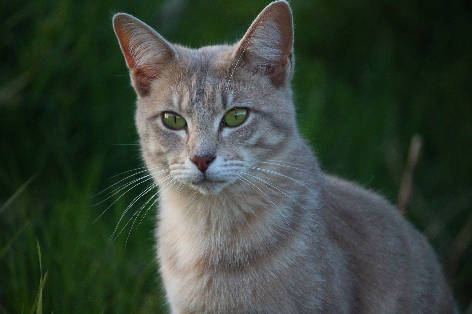 Ön izleme duvar kağıdı kedi, yüz, gözler