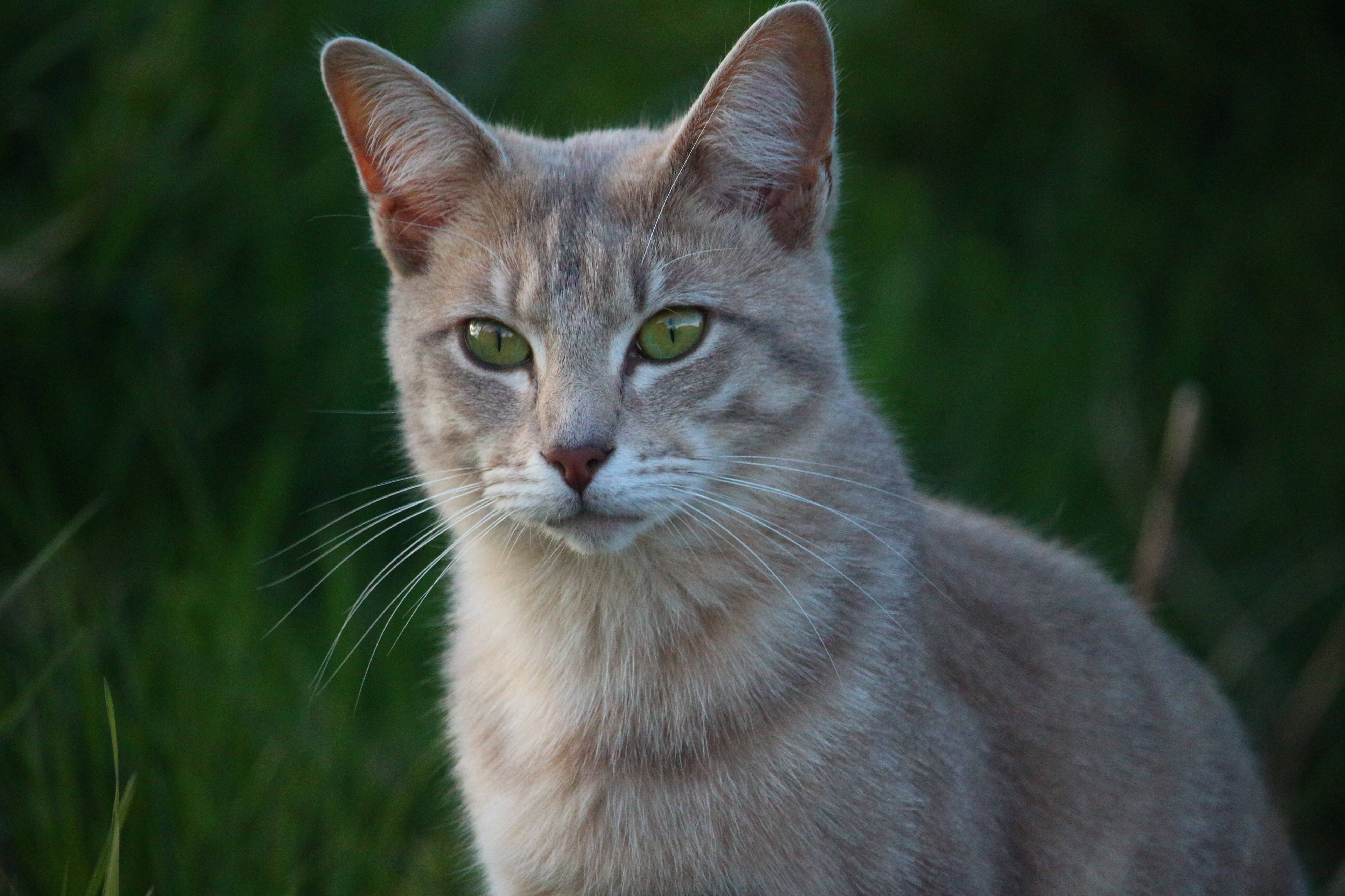 Hayranlık Uyandıran Kedi Yüzü Yakın Çekim Duvar Kağıdı