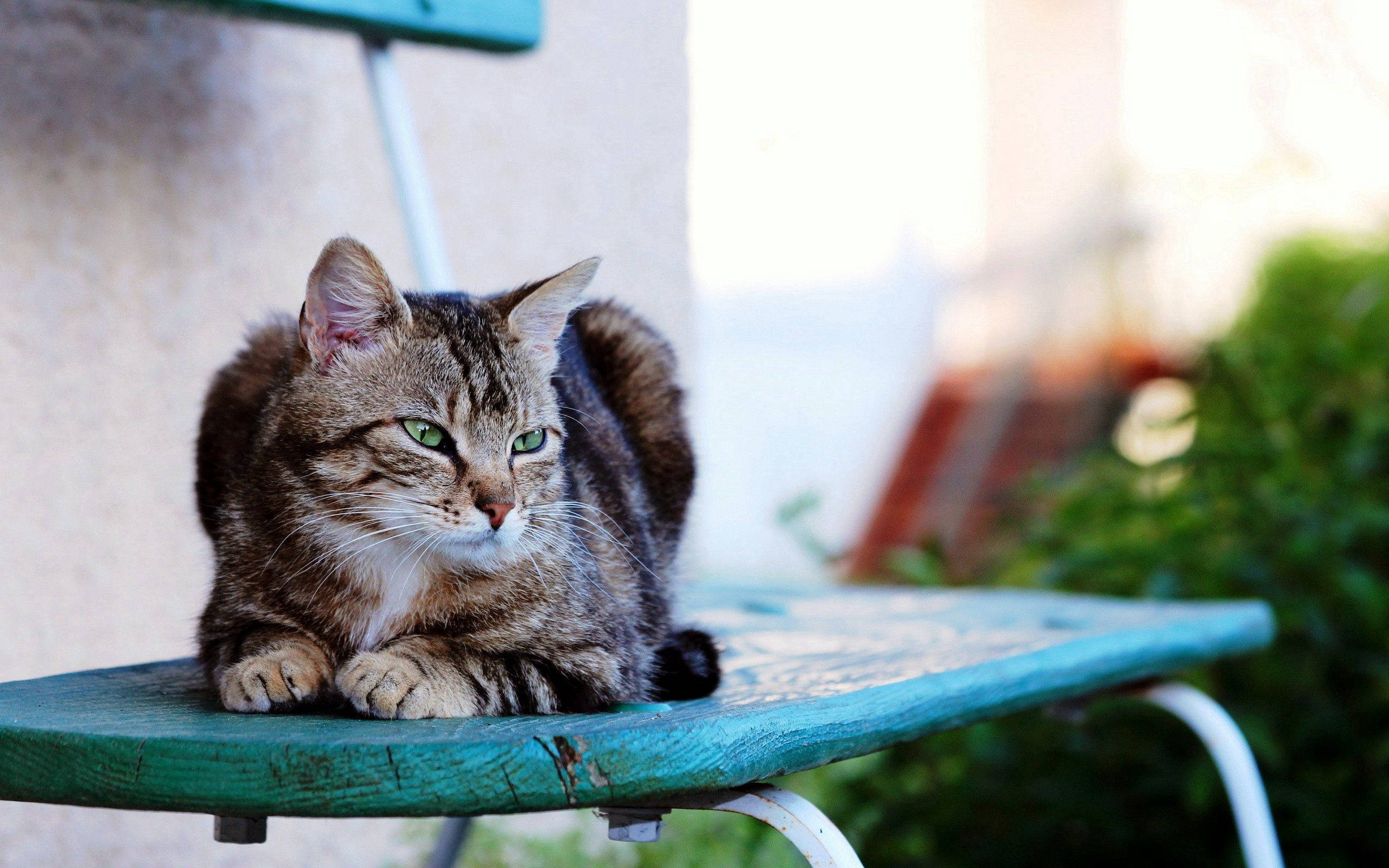 Hedeflerine Ulaşmaya Kararlı Ciddi Kedi Duvar Kağıdı