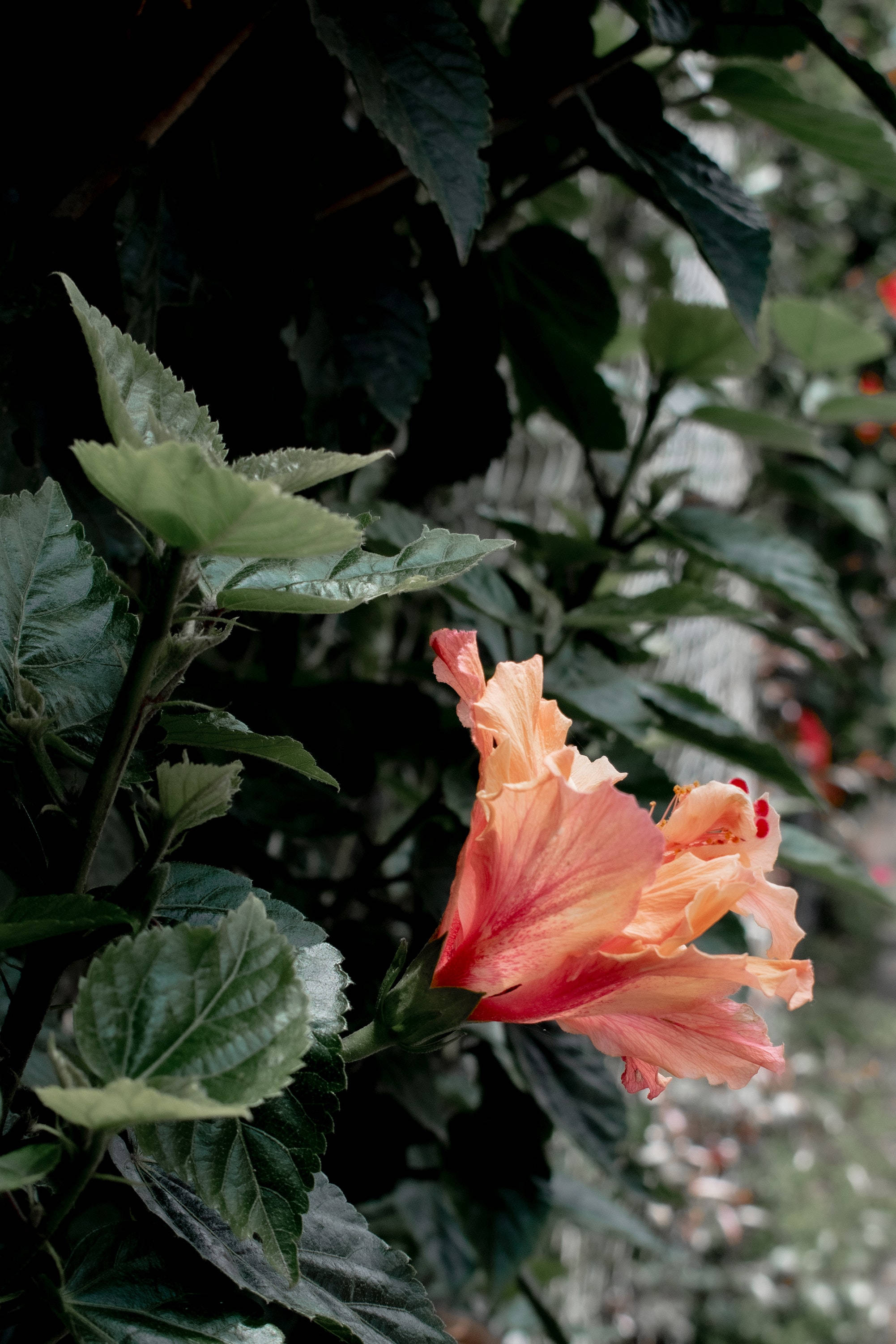 Hibiskus Çiçeği Bitki Estetiği Duvar Kağıdı