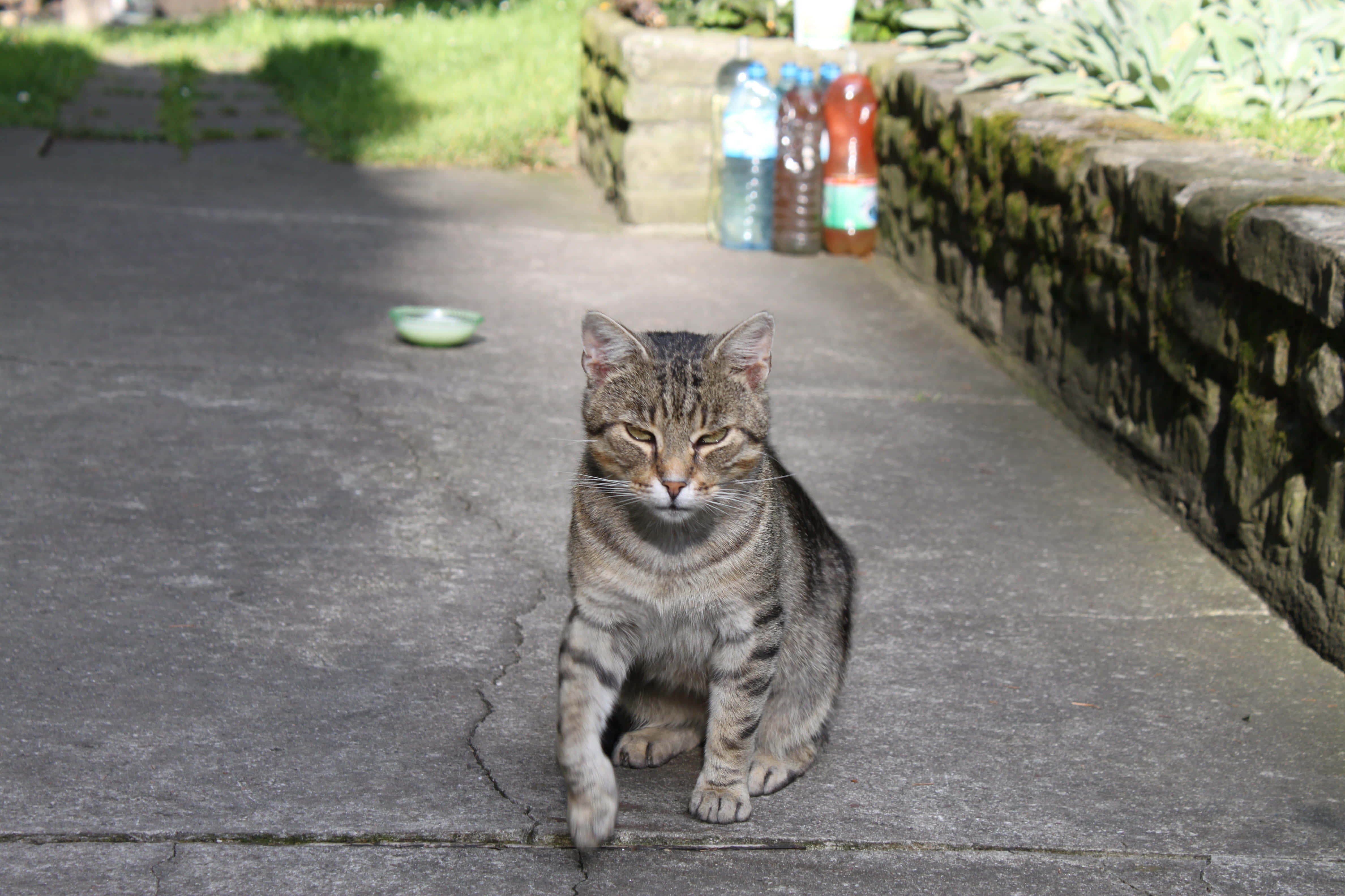 "Huysuz Bir Kedi Beğenmiyor" Duvar Kağıdı