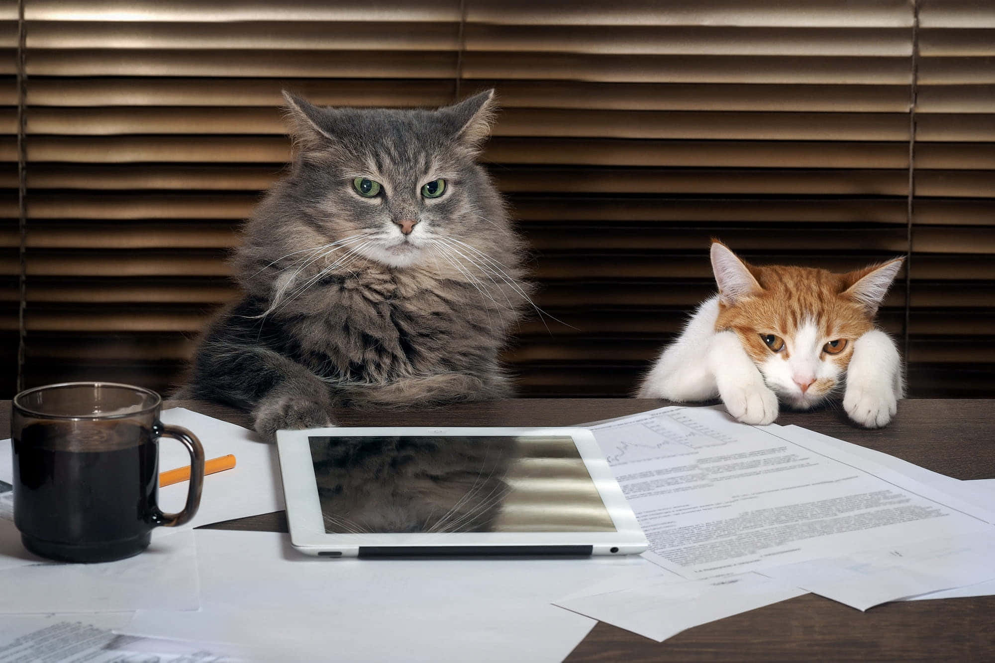 Huysuz Kedi'ye Göre Dünya Duvar Kağıdı