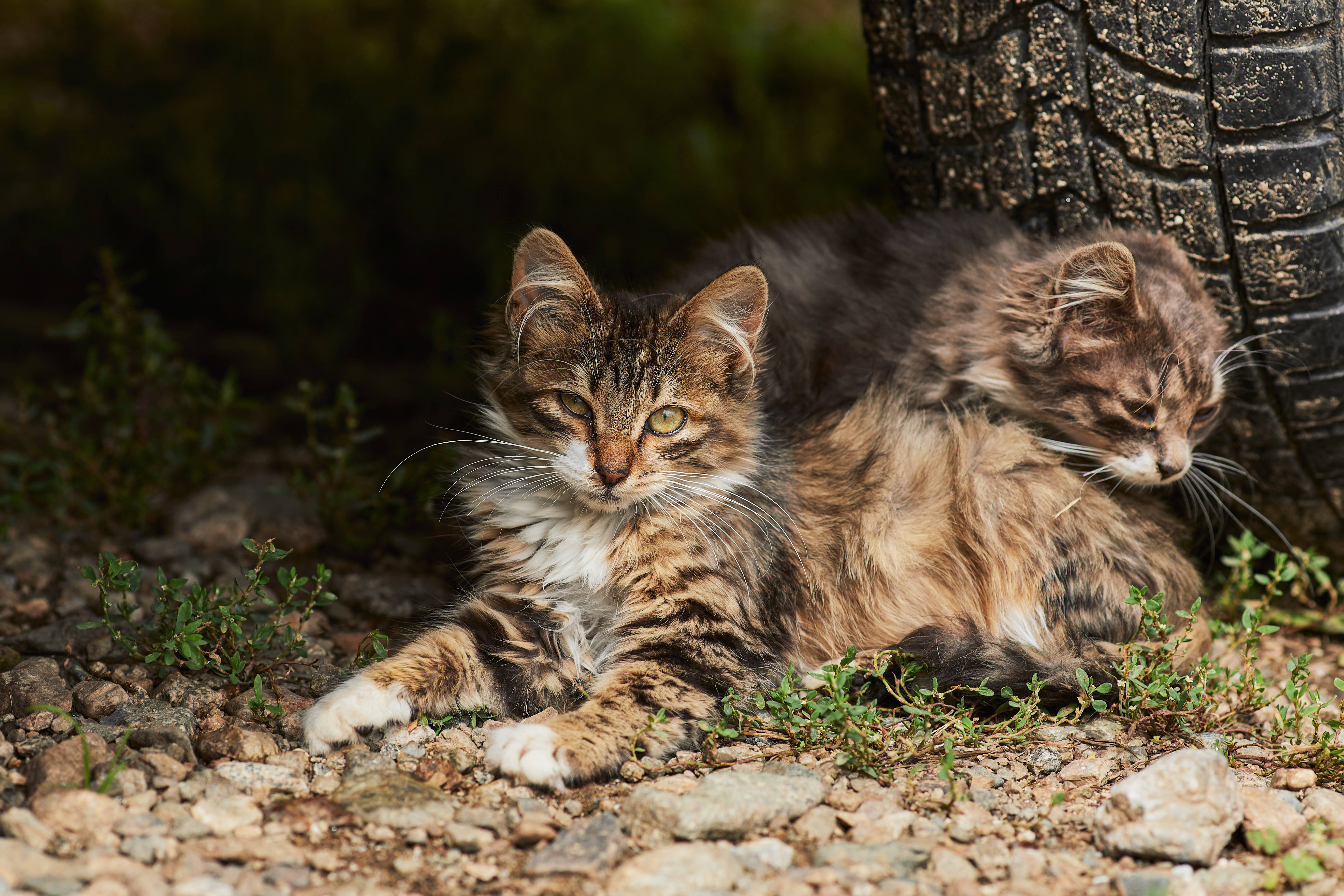 İki Estetik Kedi Lastikte Duvar Kağıdı