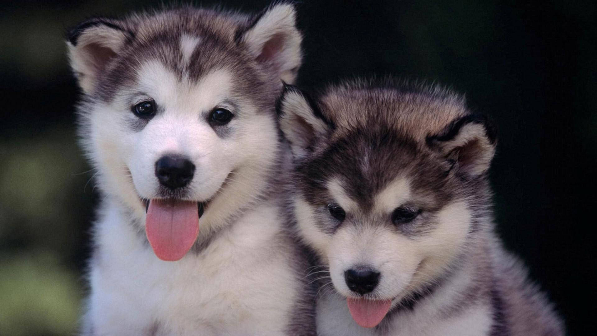 İki Husky Yavrusu Dil Çıkarmış Duvar Kağıdı