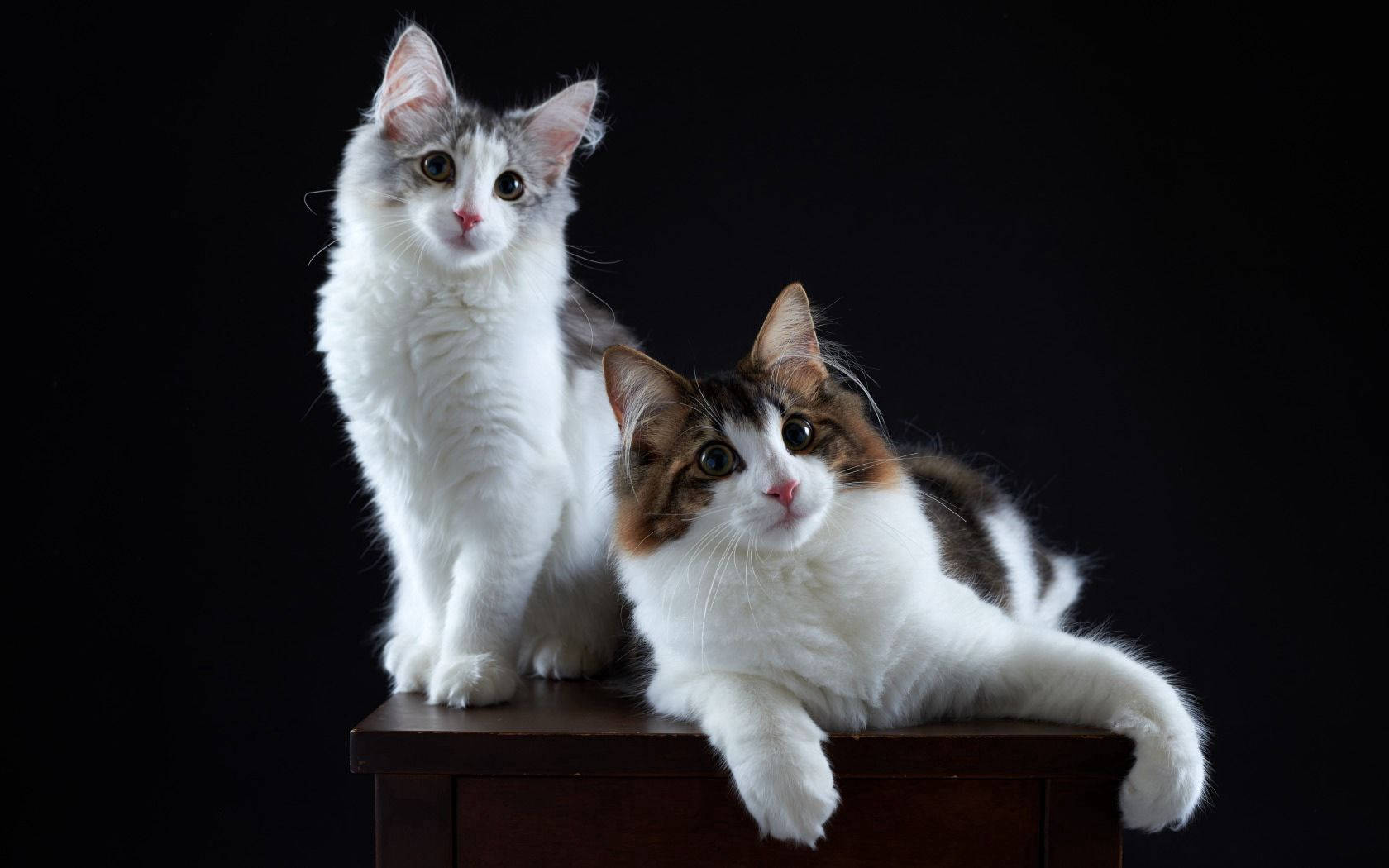 İki Kedi Arasındaki Bağ Duvar Kağıdı