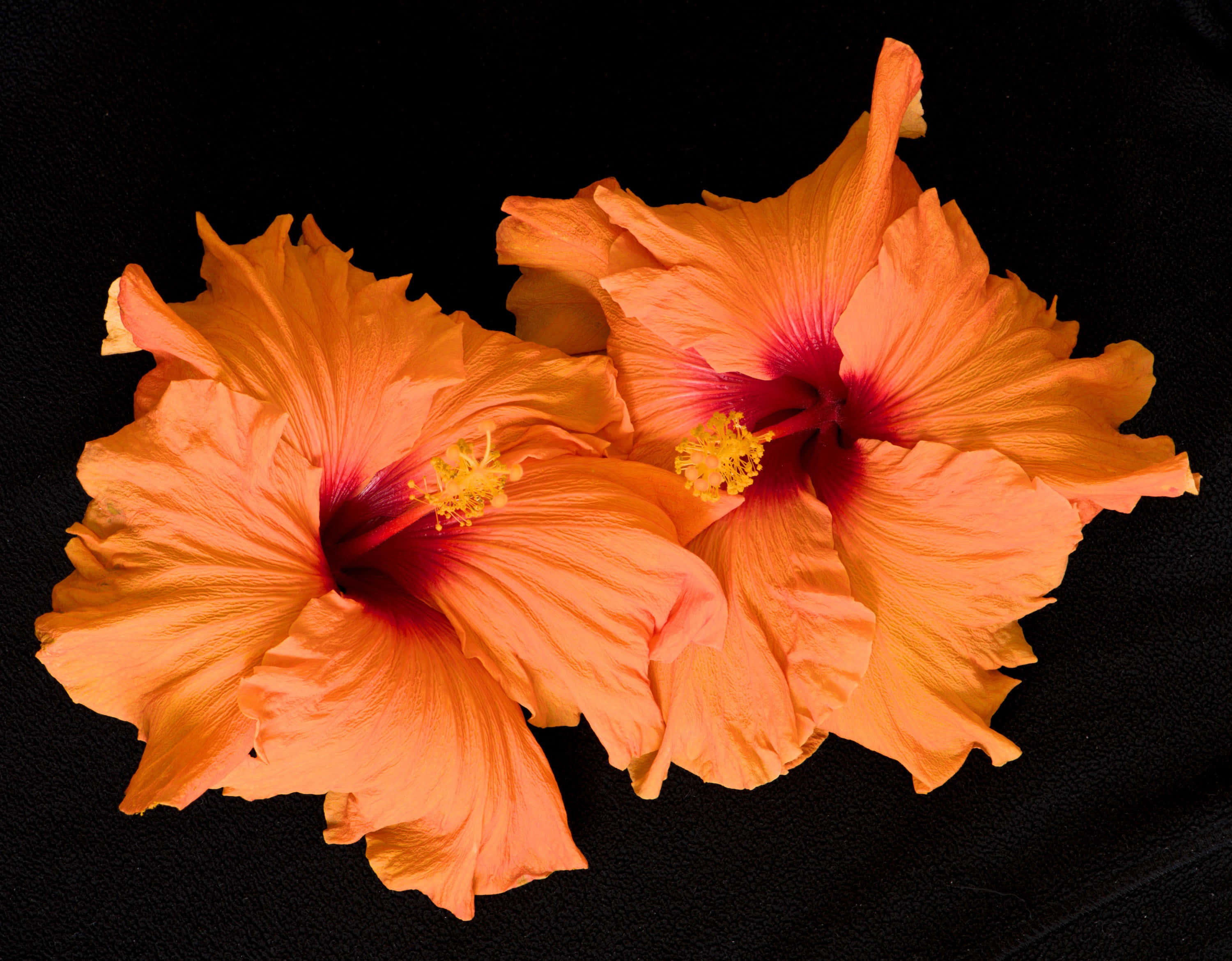 İki Turuncu Hibiskus Çiçeği Duvar Kağıdı