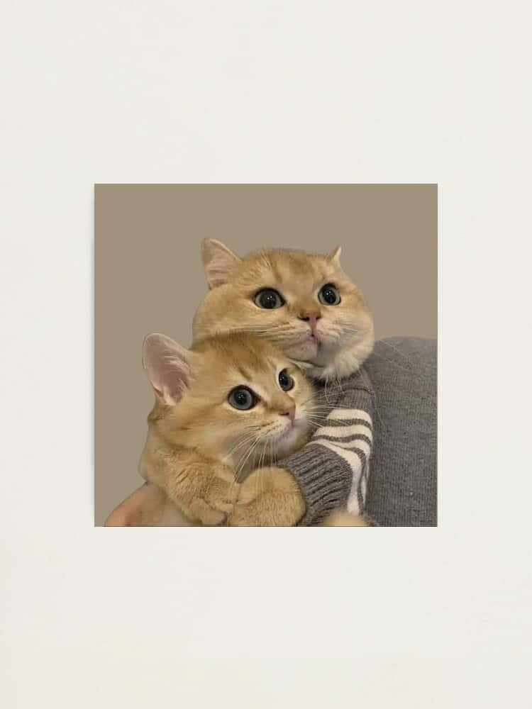 İkiz Kedilerin Uyumu - Eşleşen Kedi Profil Fotoğrafı Duvar Kağıdı