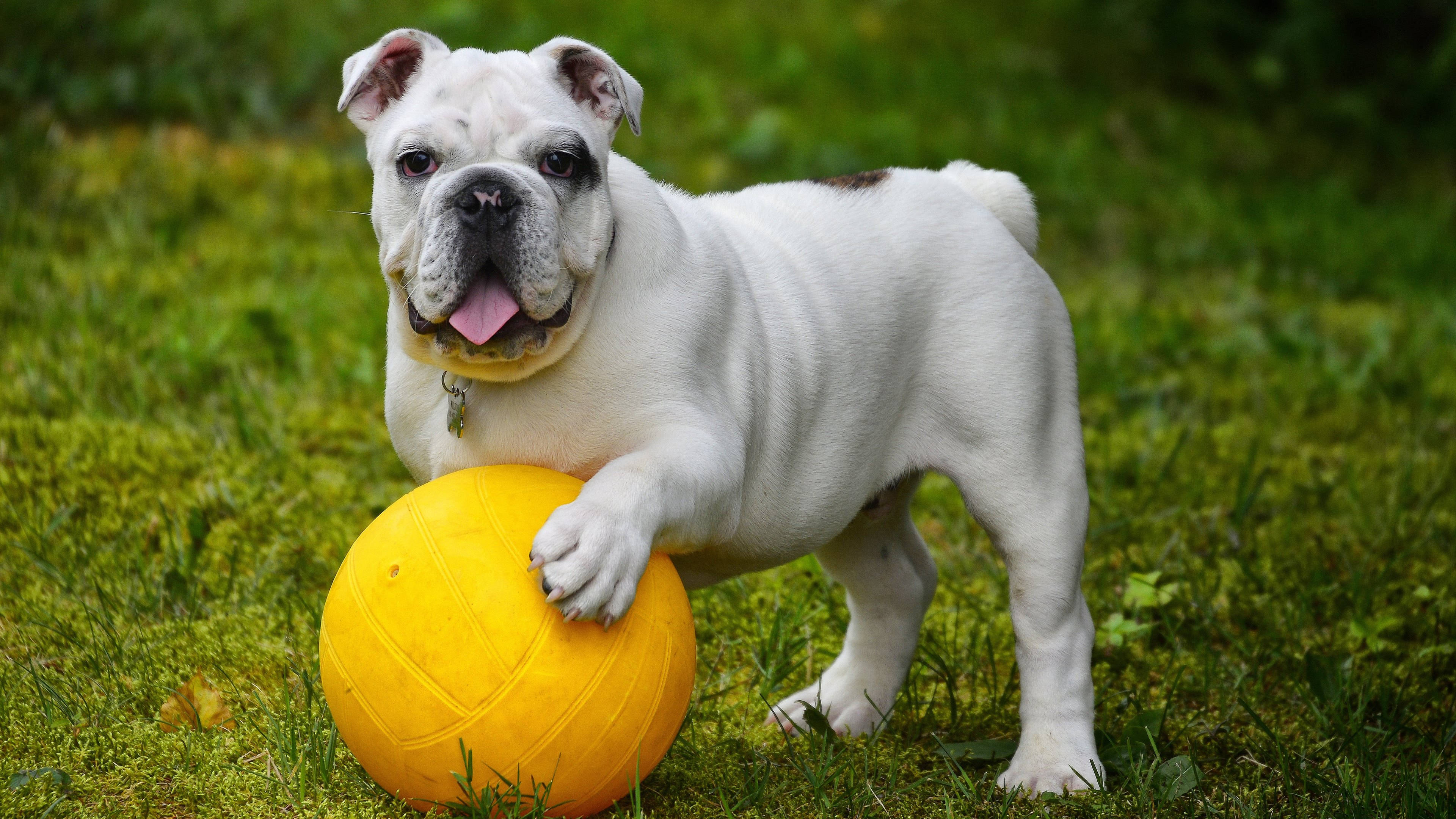 İngiliz Bulldog Topu Duvar Kağıdı