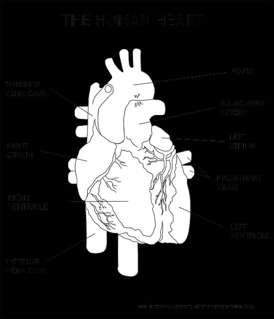 İnsan Kalbi Anatomisi İllüstrasyonu Duvar Kağıdı