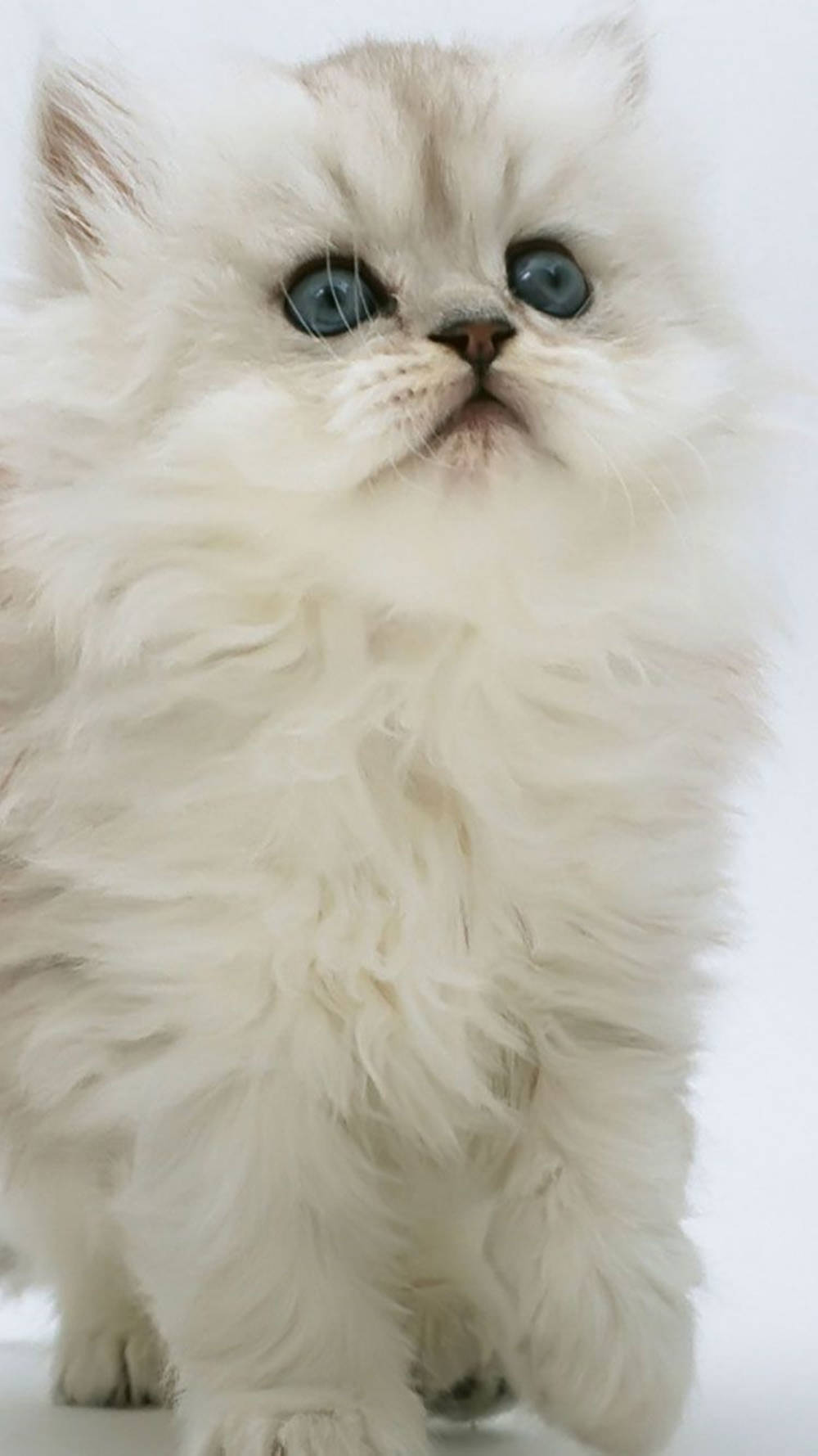 IP Chinchilla Persian Beyaz Kedi Duvar Kağıdı