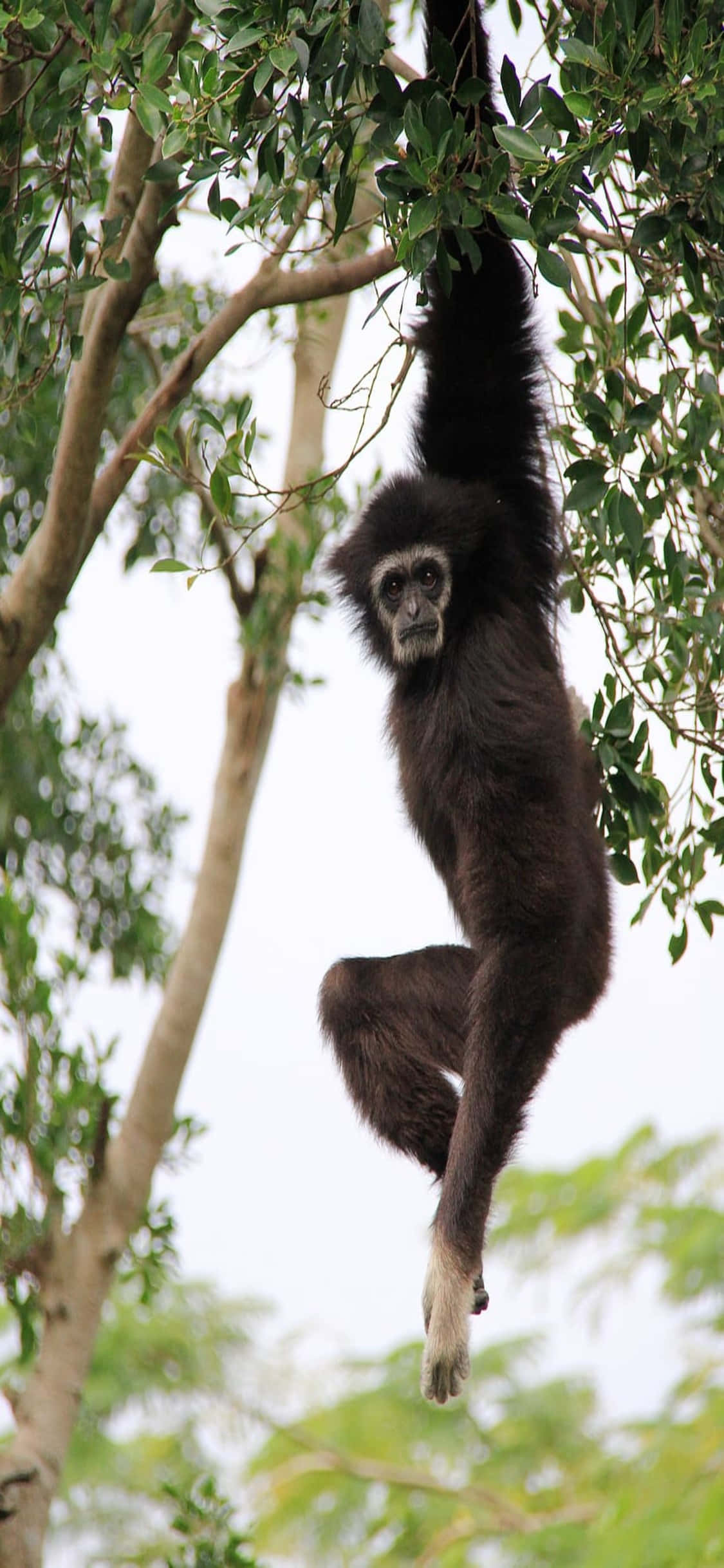 iPhone X Gibbon Arka Planı Ağaçta Sallanan Genç Gibbon Duvar Kağıdı