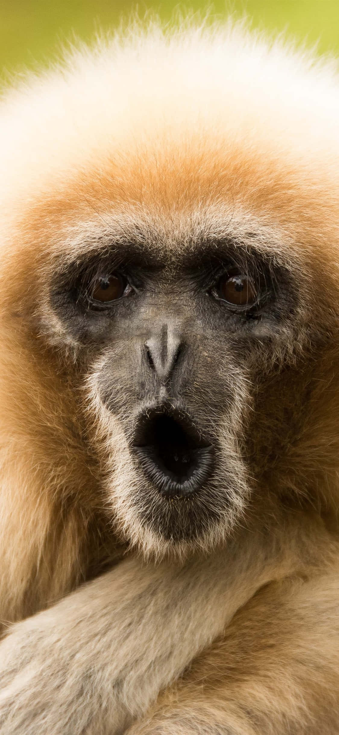 iPhone X Gibbon Arka Planı Komik Yüzlü Gibbon Duvar Kağıdı