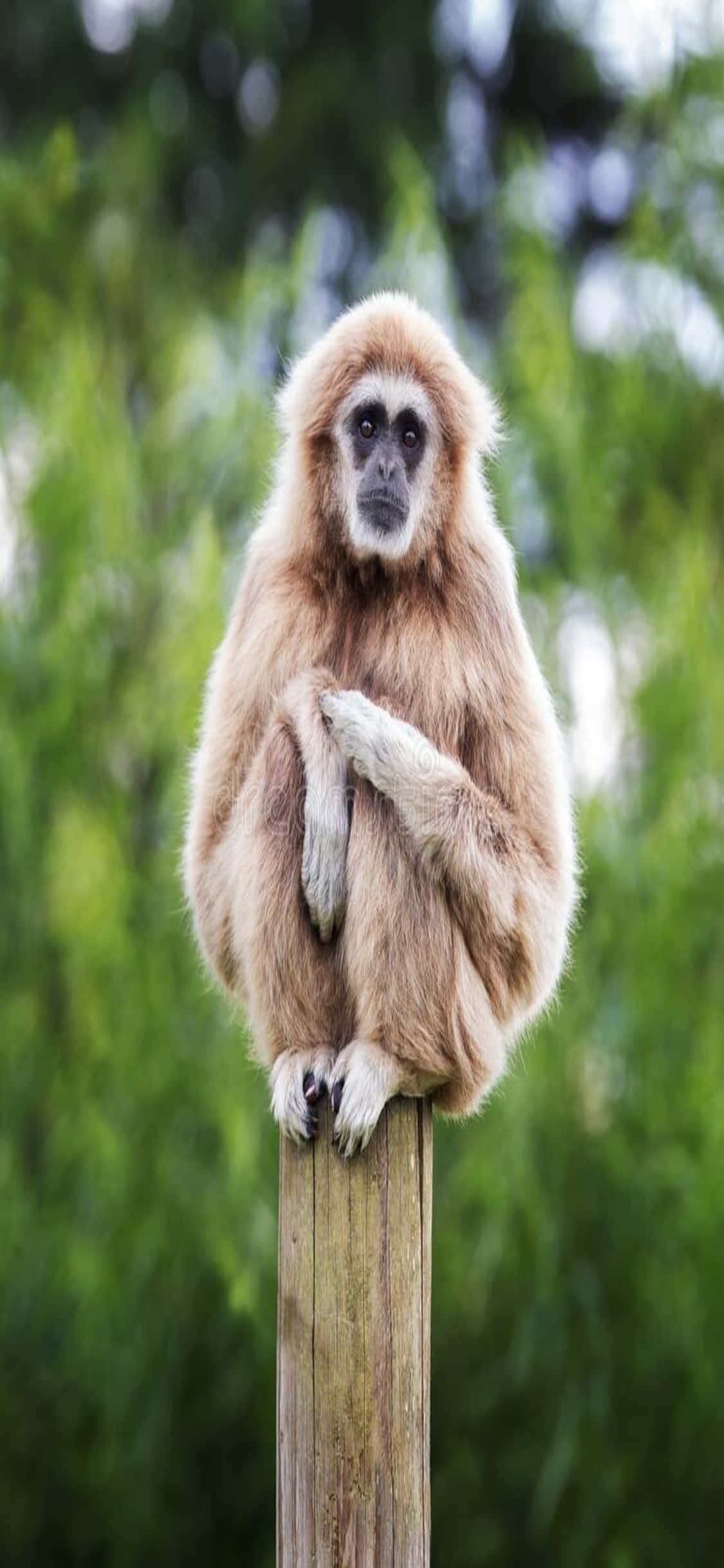 iPhone X Gibbon Arka Planı Duvar Kağıdı