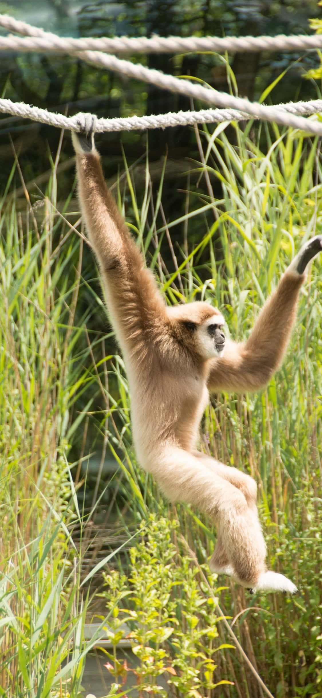 iPhone X Gibbon Arkaplan İpte Sallanan Gibbon Duvar Kağıdı