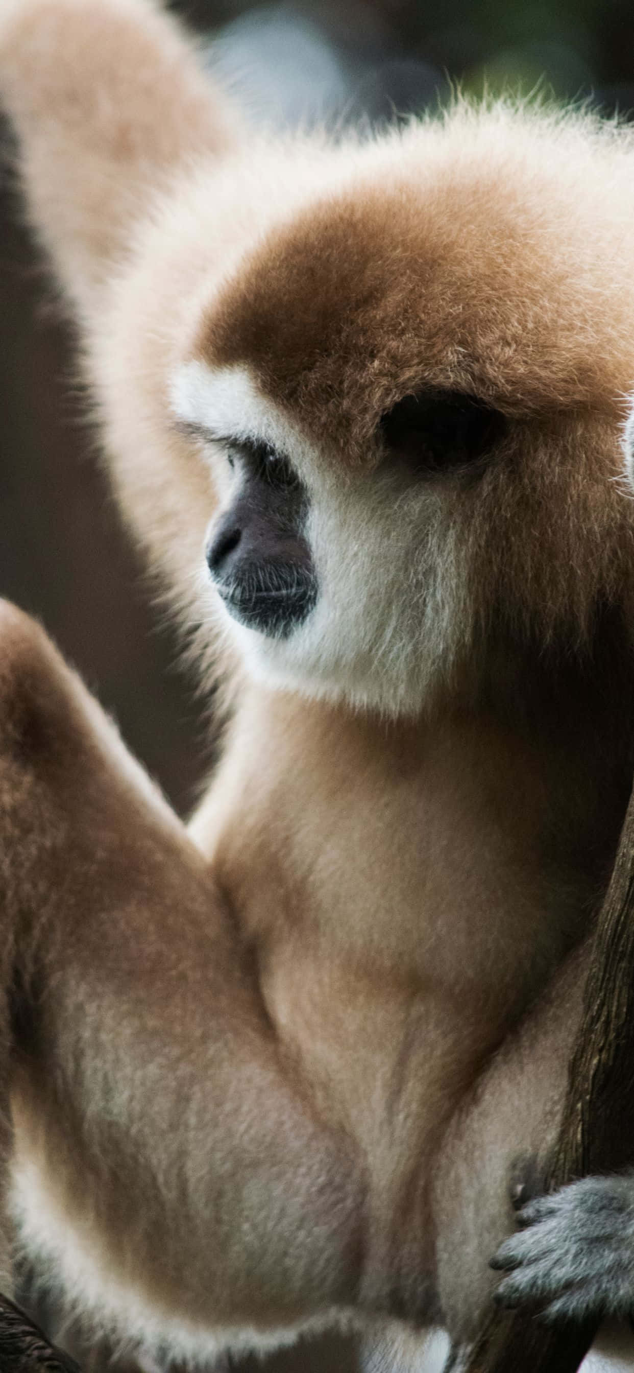 iPhone Xs Max Gibbon ile İlham Alın Duvar Kağıdı