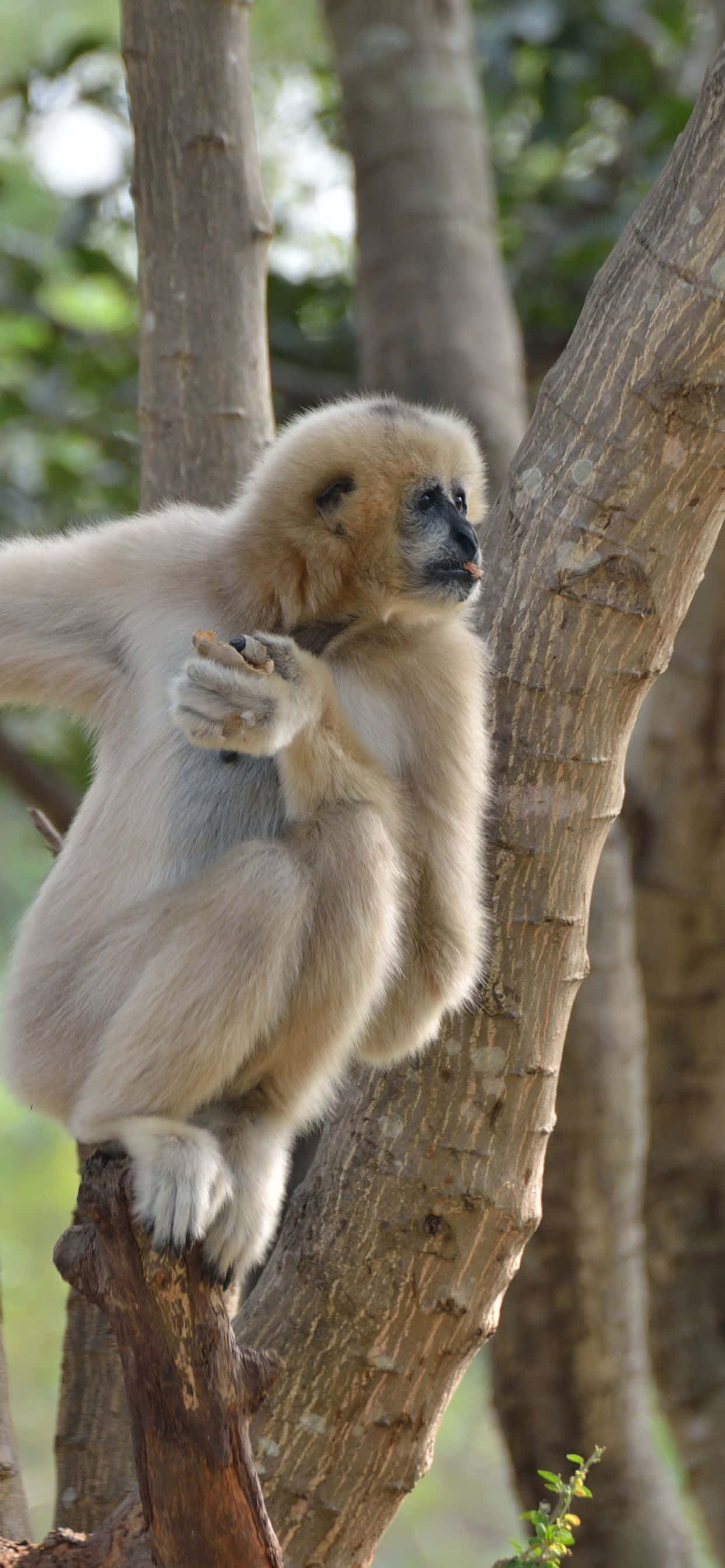 iPhone Xs Max ve bir Gibbon'un nefes kesen manzarası Duvar Kağıdı