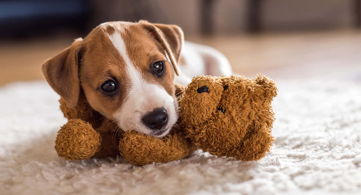 Jack Russell Terrier Küçük Köpekler Oyuncak Ayı Resmi Duvar Kağıdı