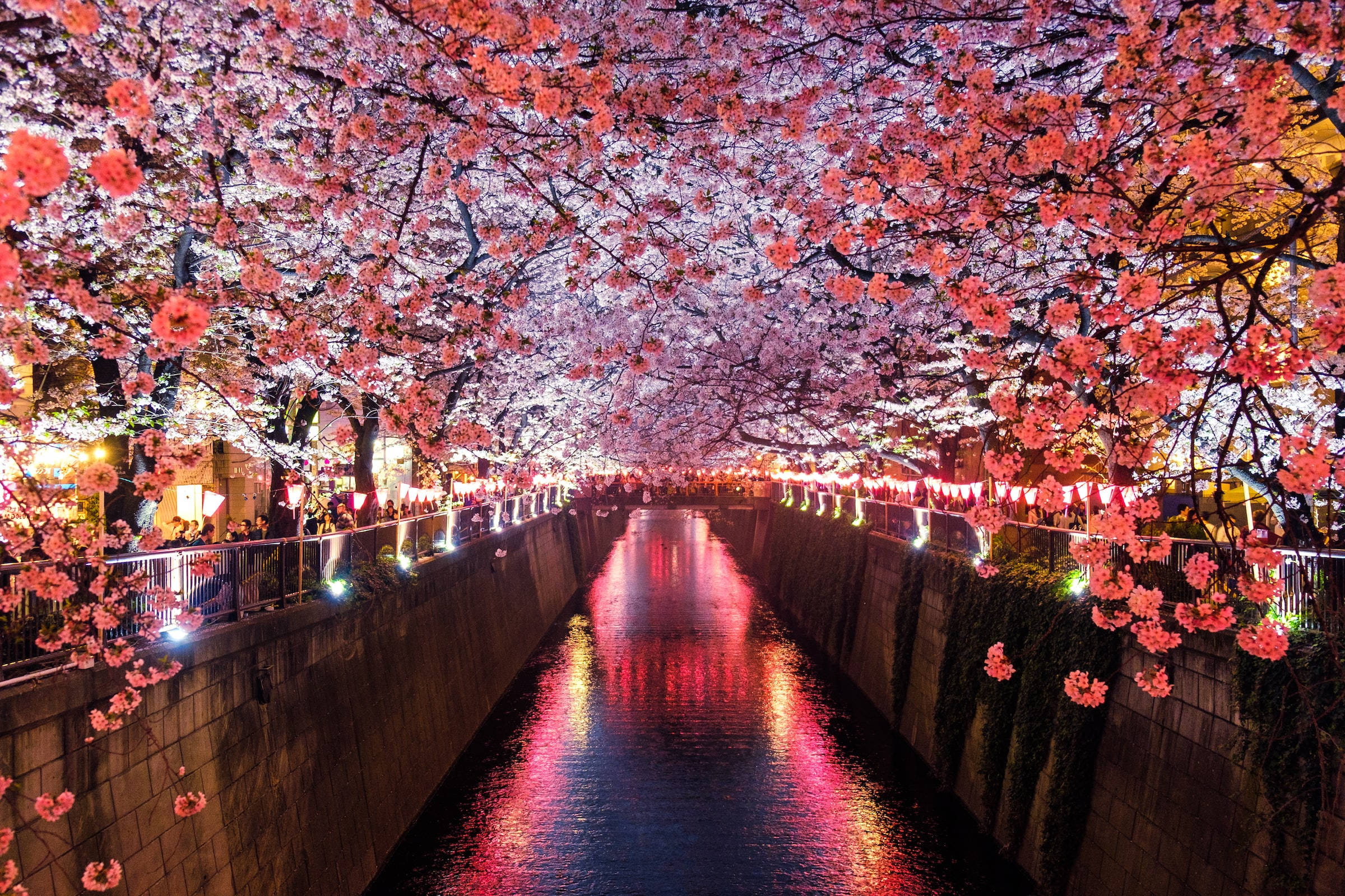 Japon HD Meguro Nehri ve Kiraz Çiçekleri Duvar Kağıdı
