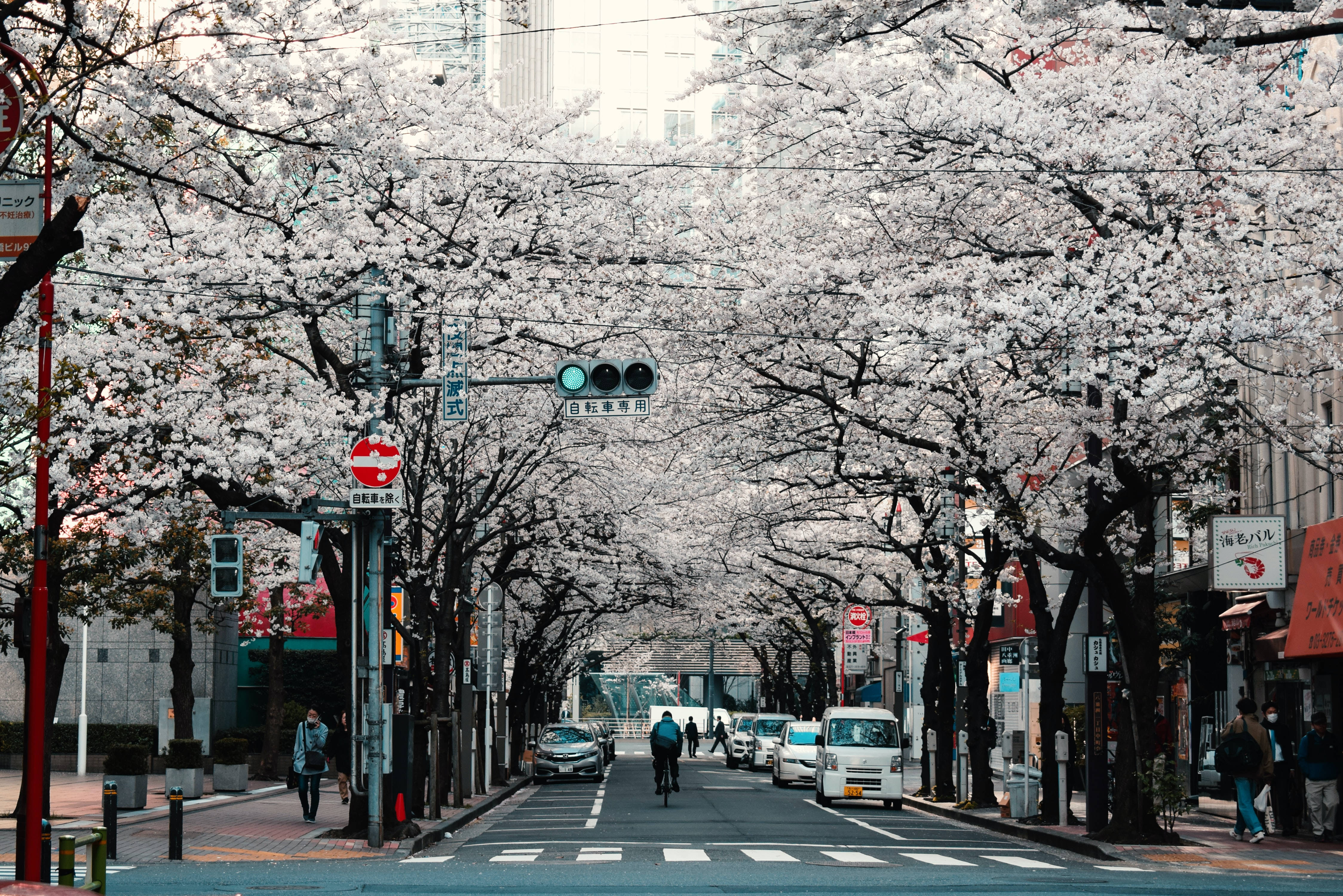 Japon HD Tokyo Sokak Kiraz Ağaçları Duvar Kağıdı