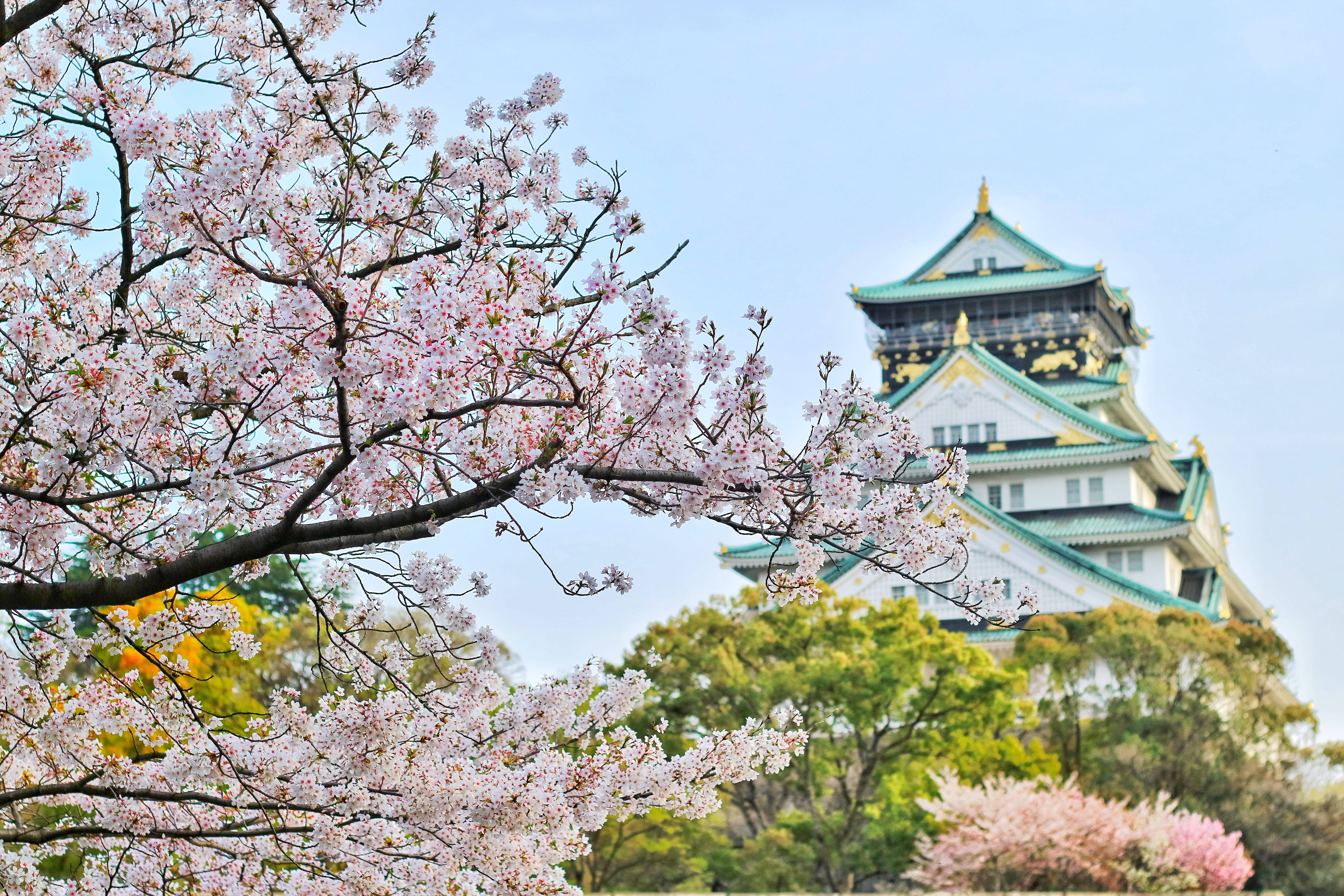 Japonya 4K Kiraz Çiçeği Kalesi Duvar Kağıdı