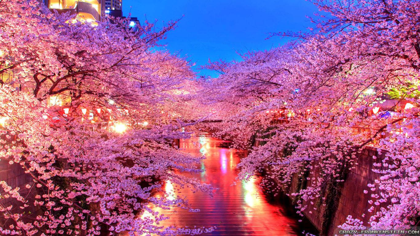 Japonya'da Bahar Mevsiminde Güzel Sakura Çiçekleri Duvar Kağıdı