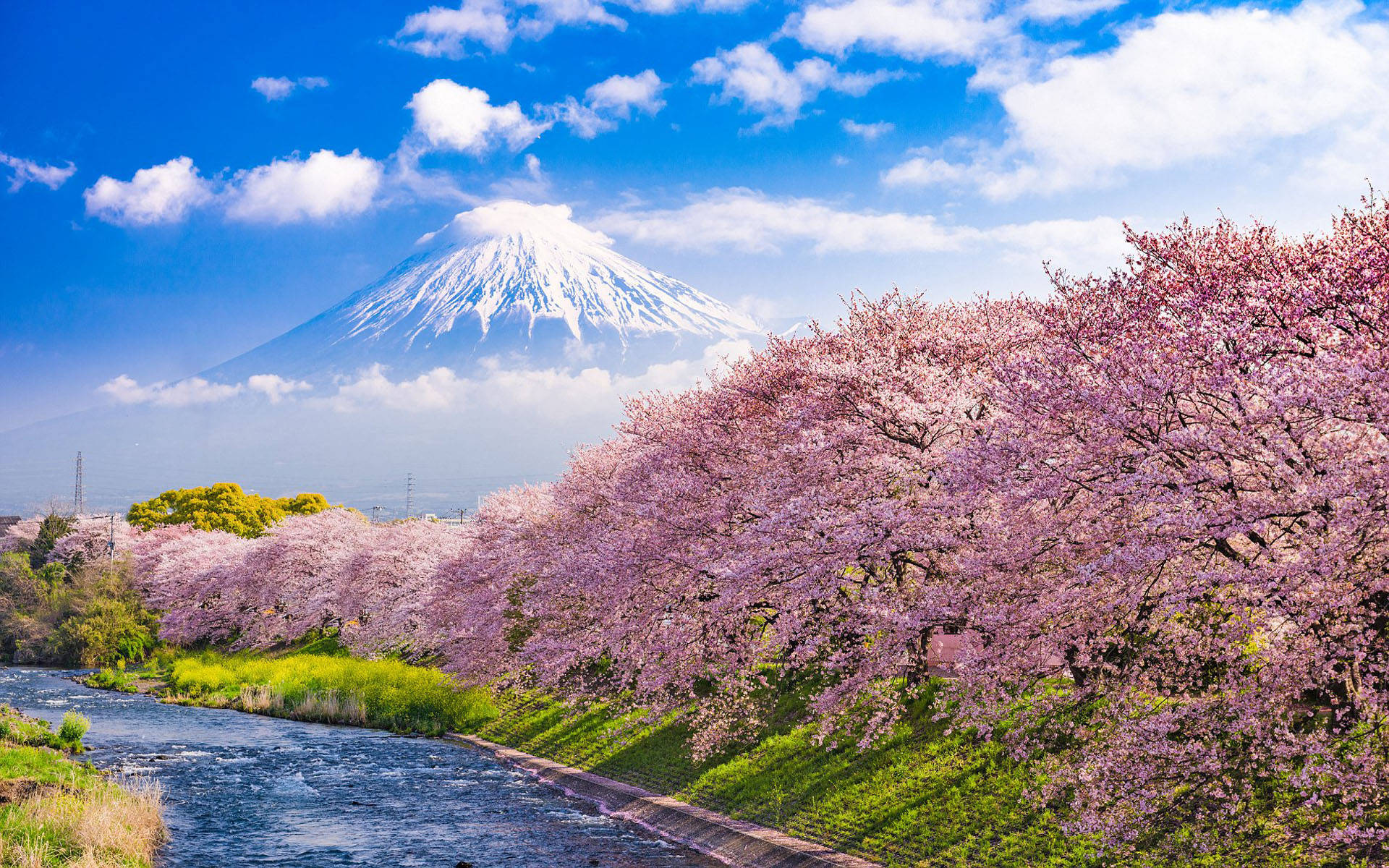 Japonya Kiraz Çiçeği Urui Nehri Fuji Dağı Duvar Kağıdı