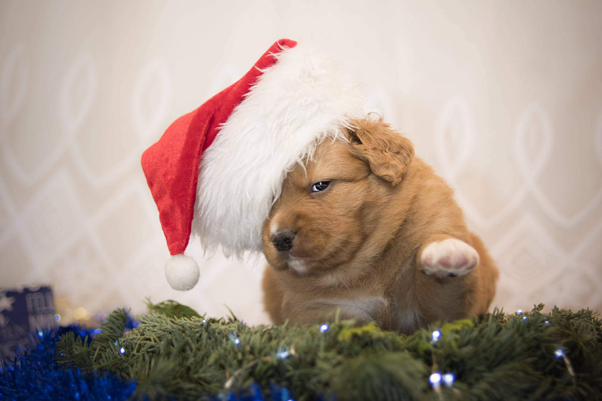 Kabarık Sevimli Noel Köpeği Duvar Kağıdı