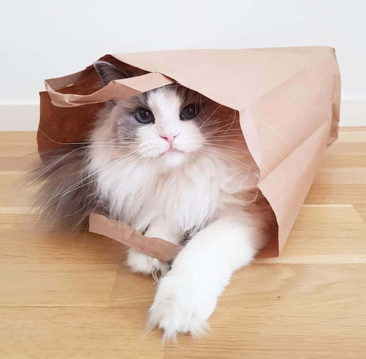 Kağıt Torbanın İçinde Güzel Kedi Resmi Duvar Kağıdı