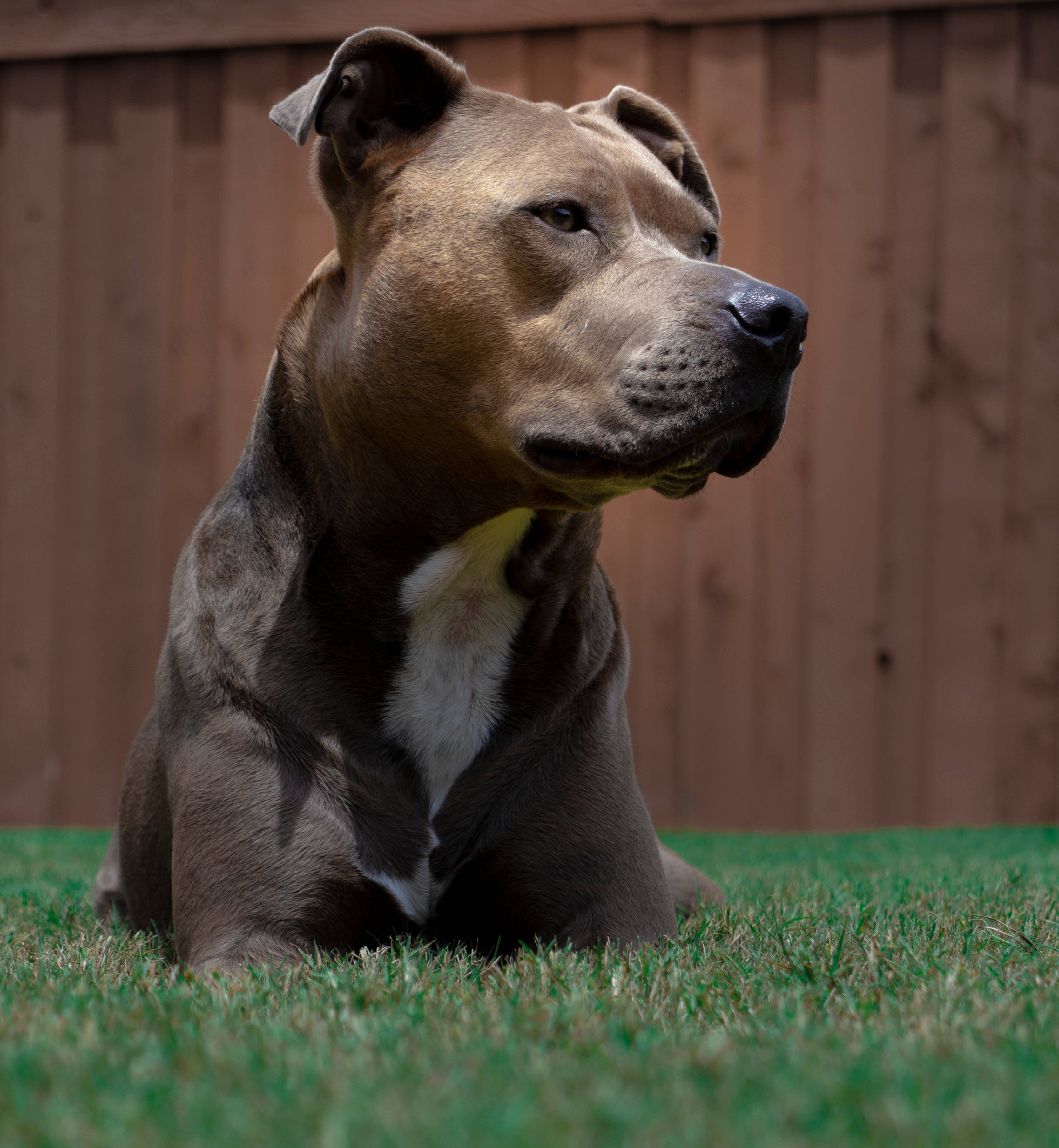 Kahverengi Beyaz Amerikan Pitbull Yavrusu Duvar Kağıdı