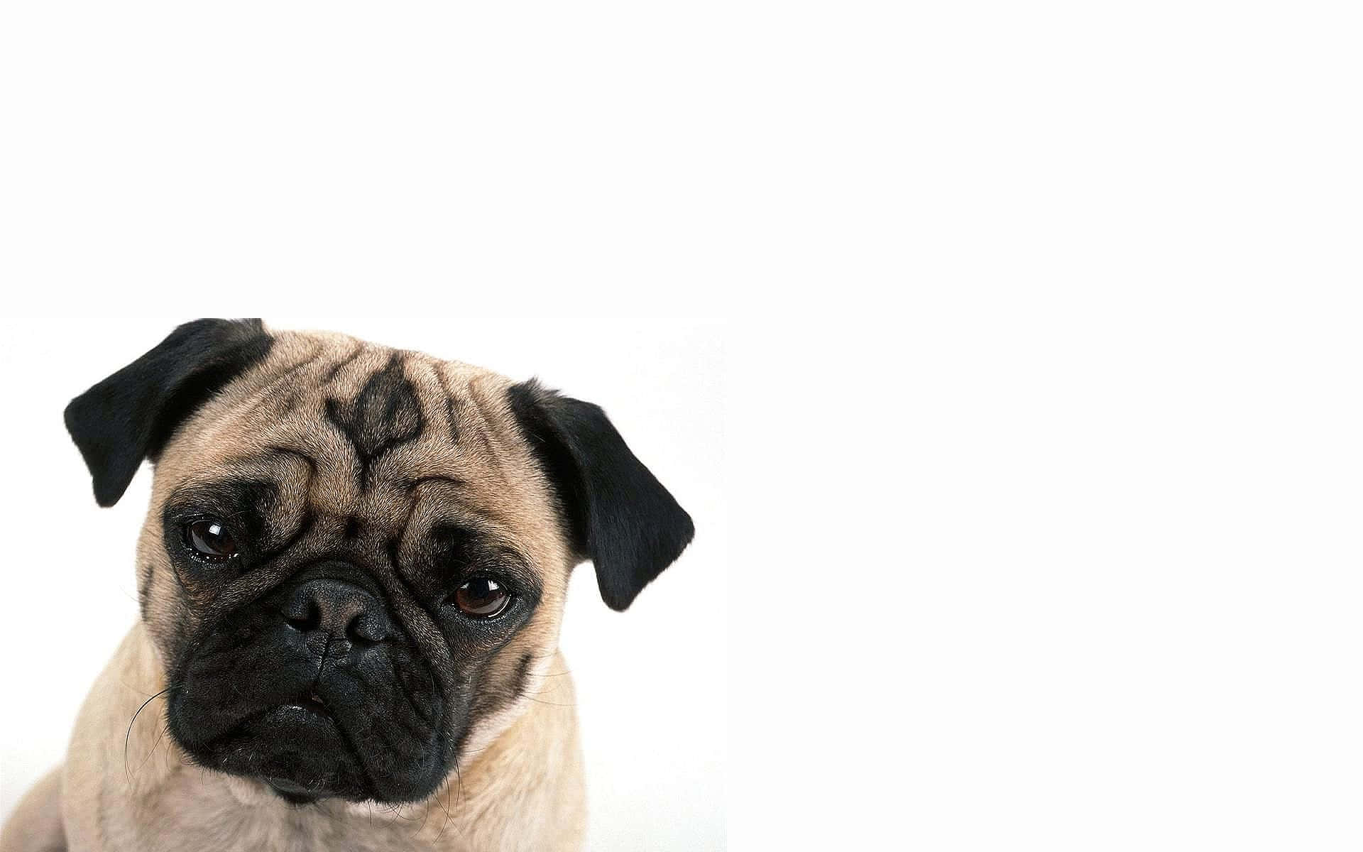 Kahverengi Pug Köpek Çekimi Duvar Kağıdı