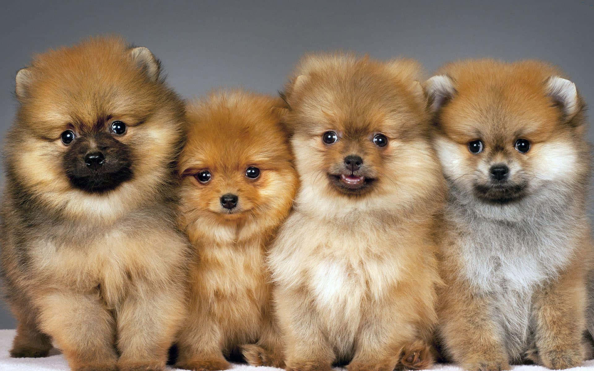 Kahverengi Tüylü Pomeranya Köpeği Resmi Duvar Kağıdı