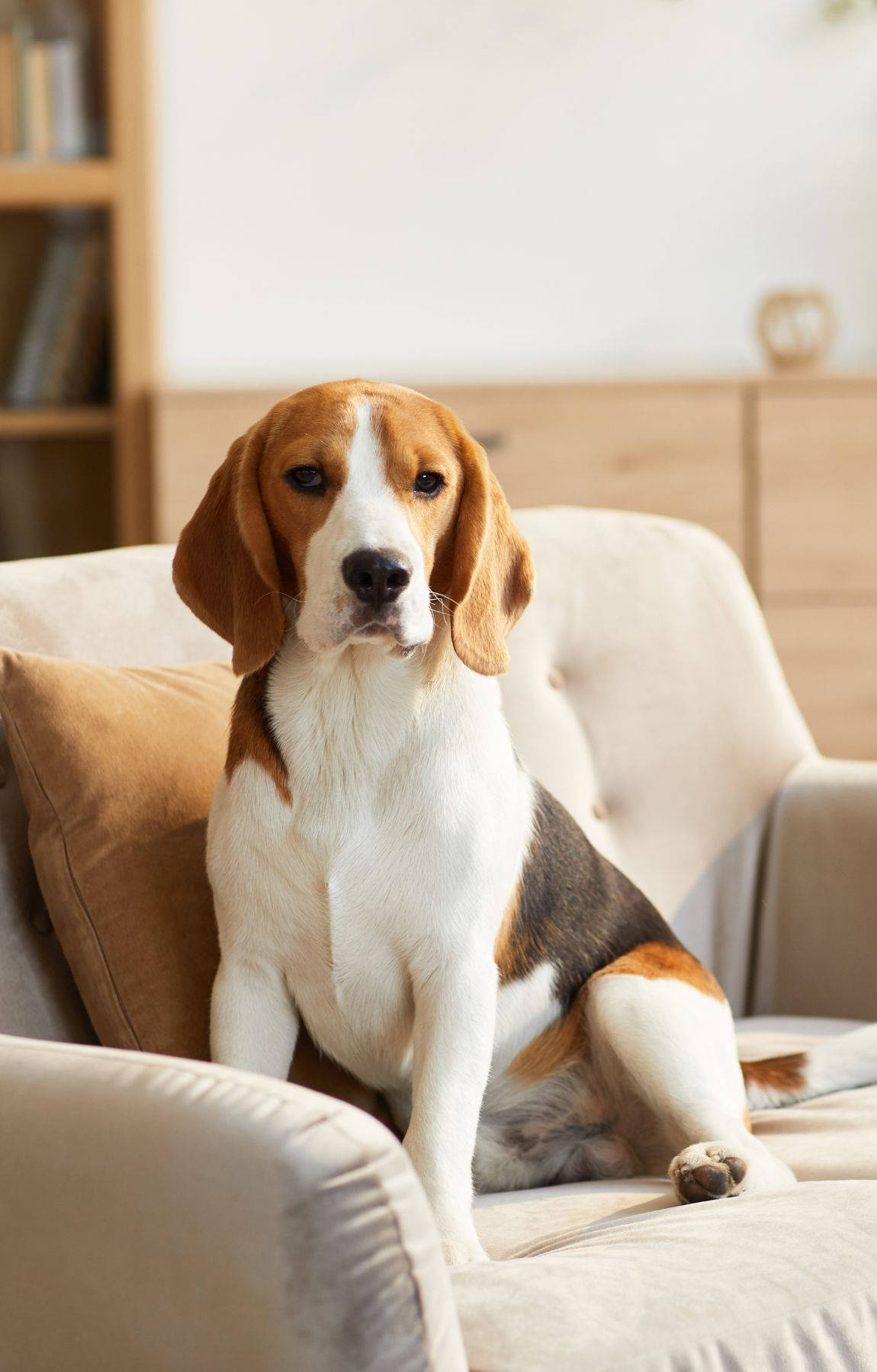 Kanepede Oturan Beagle Köpeği Duvar Kağıdı