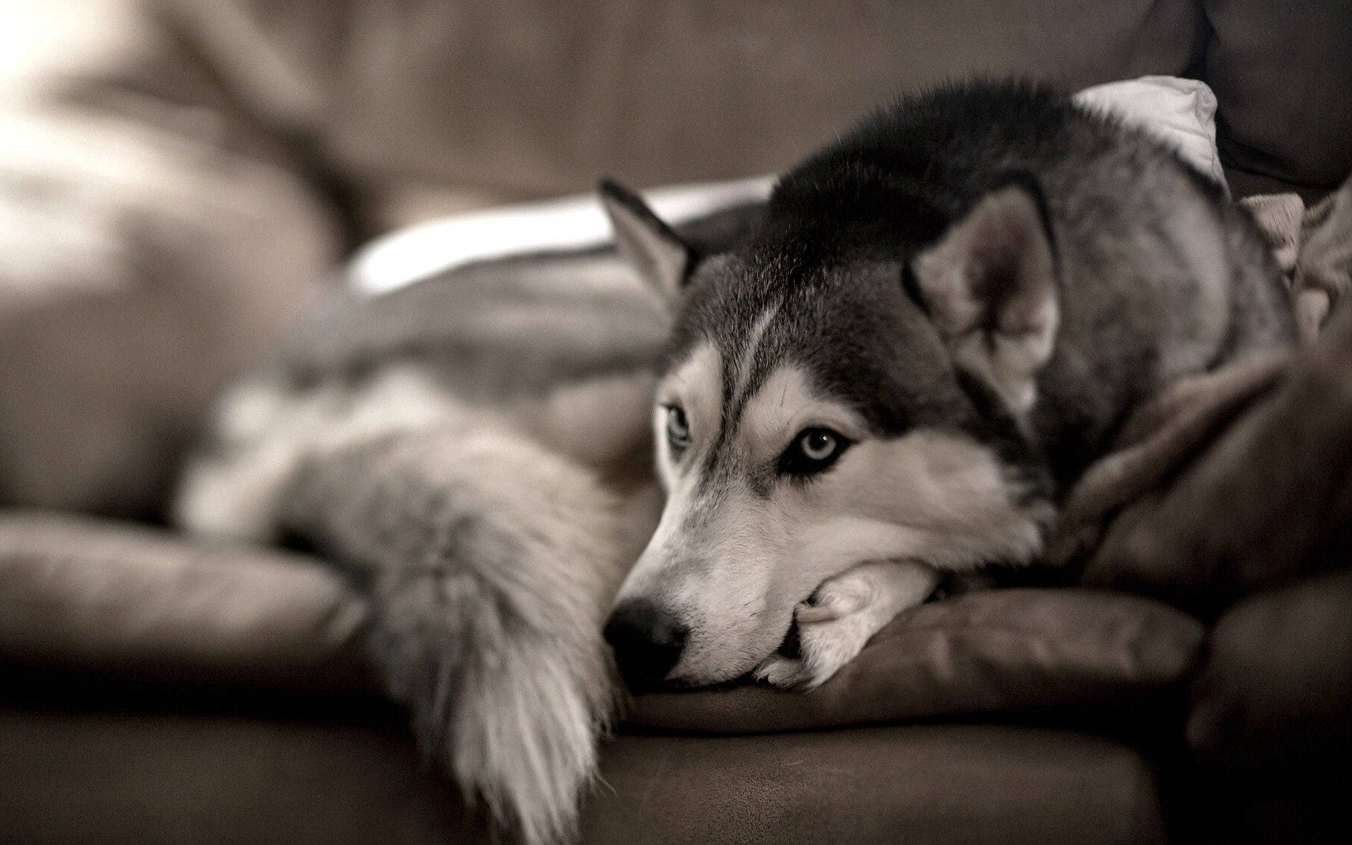 Kanepede Rahatça Dinlenen Yumuşak ve Tüylü Husky Duvar Kağıdı