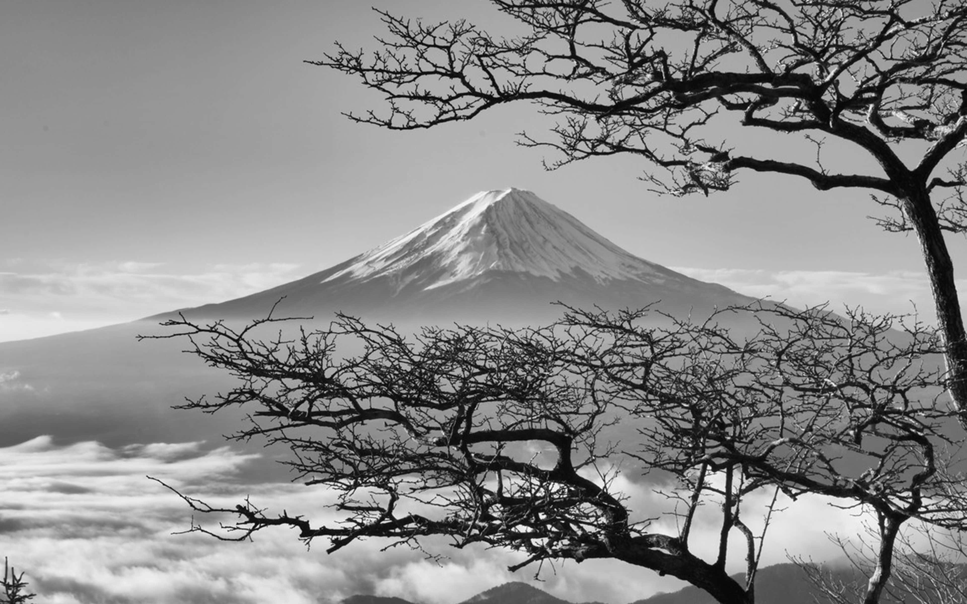 Karanlık Japon Fuji Dağı ve Kiraz Çiçekleri Duvar Kağıdı