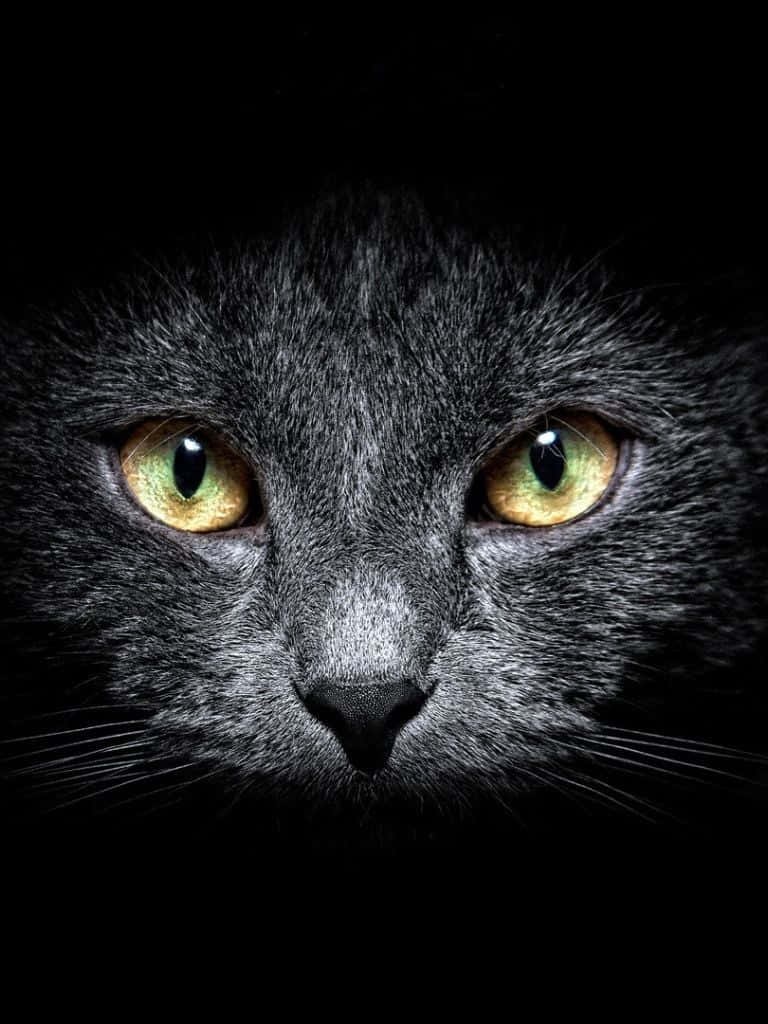 Karanlık Sevimli Kedi iPad Duvar Kağıdı