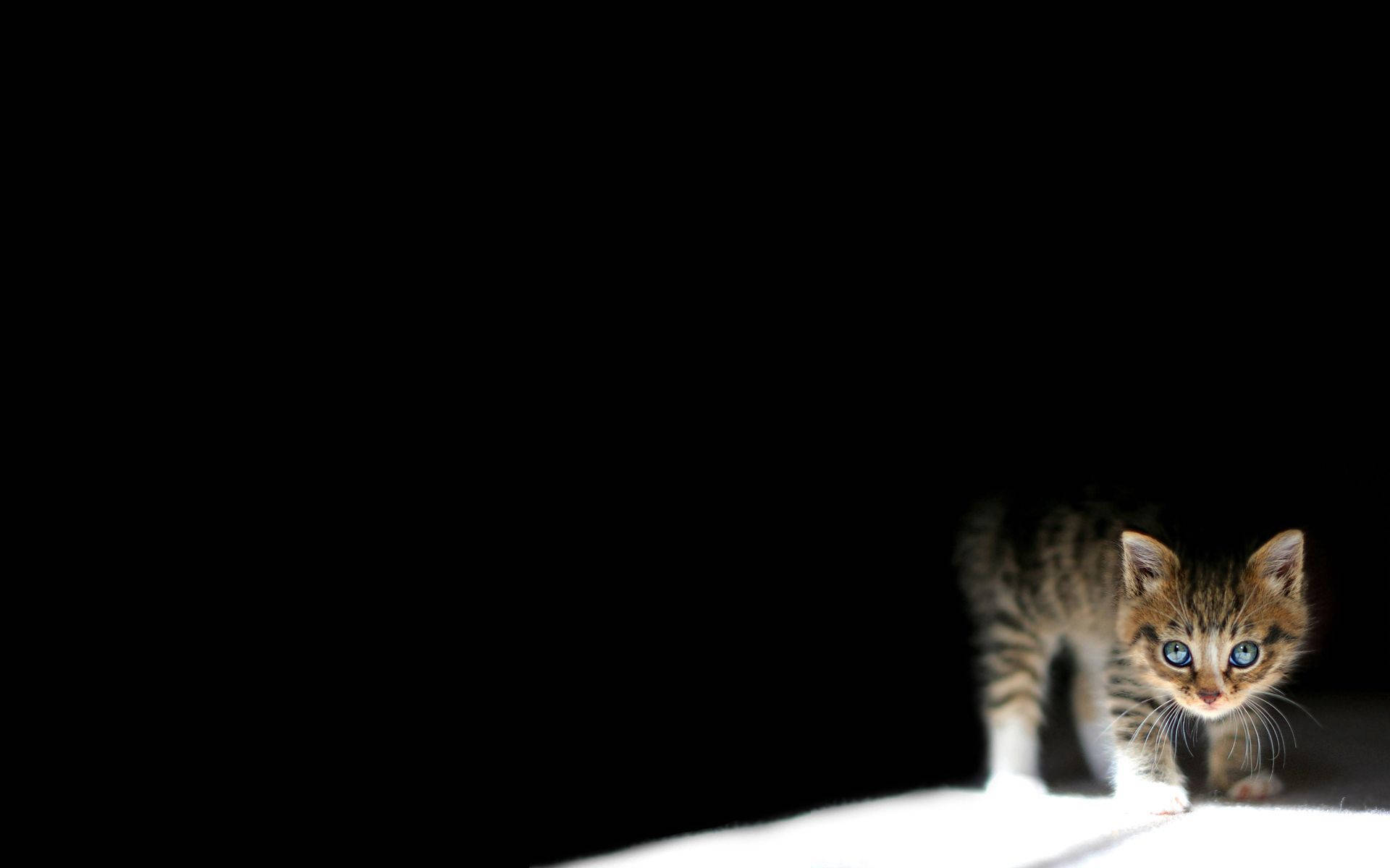 Karanlıkta Yavru Kedi Duvar Kağıdı