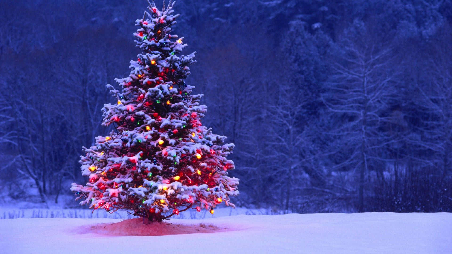 karda ışıkları yanan bir noel ağacı Duvar Kağıdı